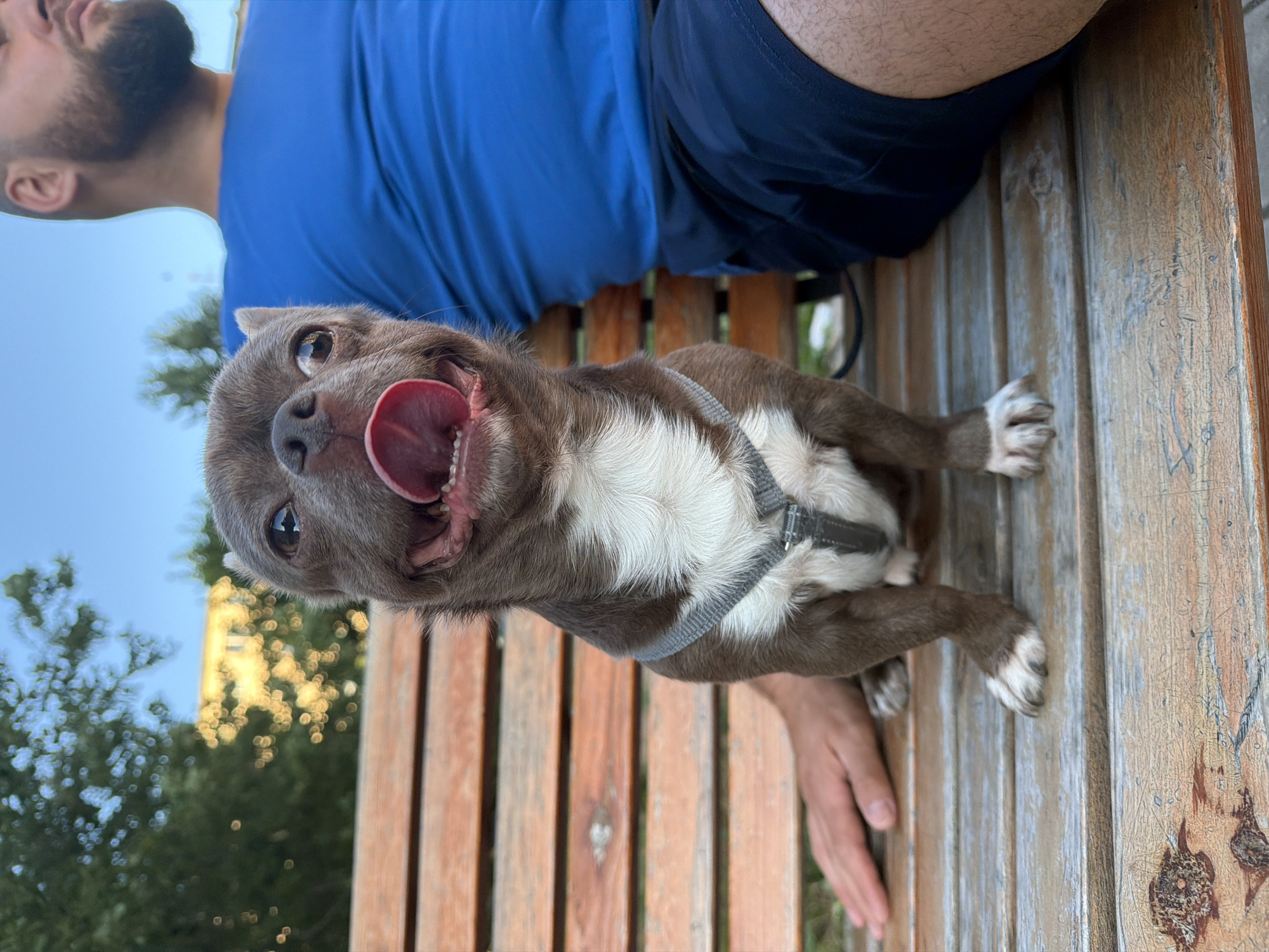 A small brown and white chihuahua dog sits on a wooden park bench in Votkinsk, Russia, with its tongue hanging out and its mouth open. The dog is wearing a gray harness. To the right of the dog, a person in a blue t-shirt and dark shorts is seated on the bench, partially visible. The background shows trees and a building, with a clear blue sky above. The bench appears weathered, with visible wood grain and some wear. The overall scene suggests a casual outdoor setting, possibly a park or public space in Votkinsk.