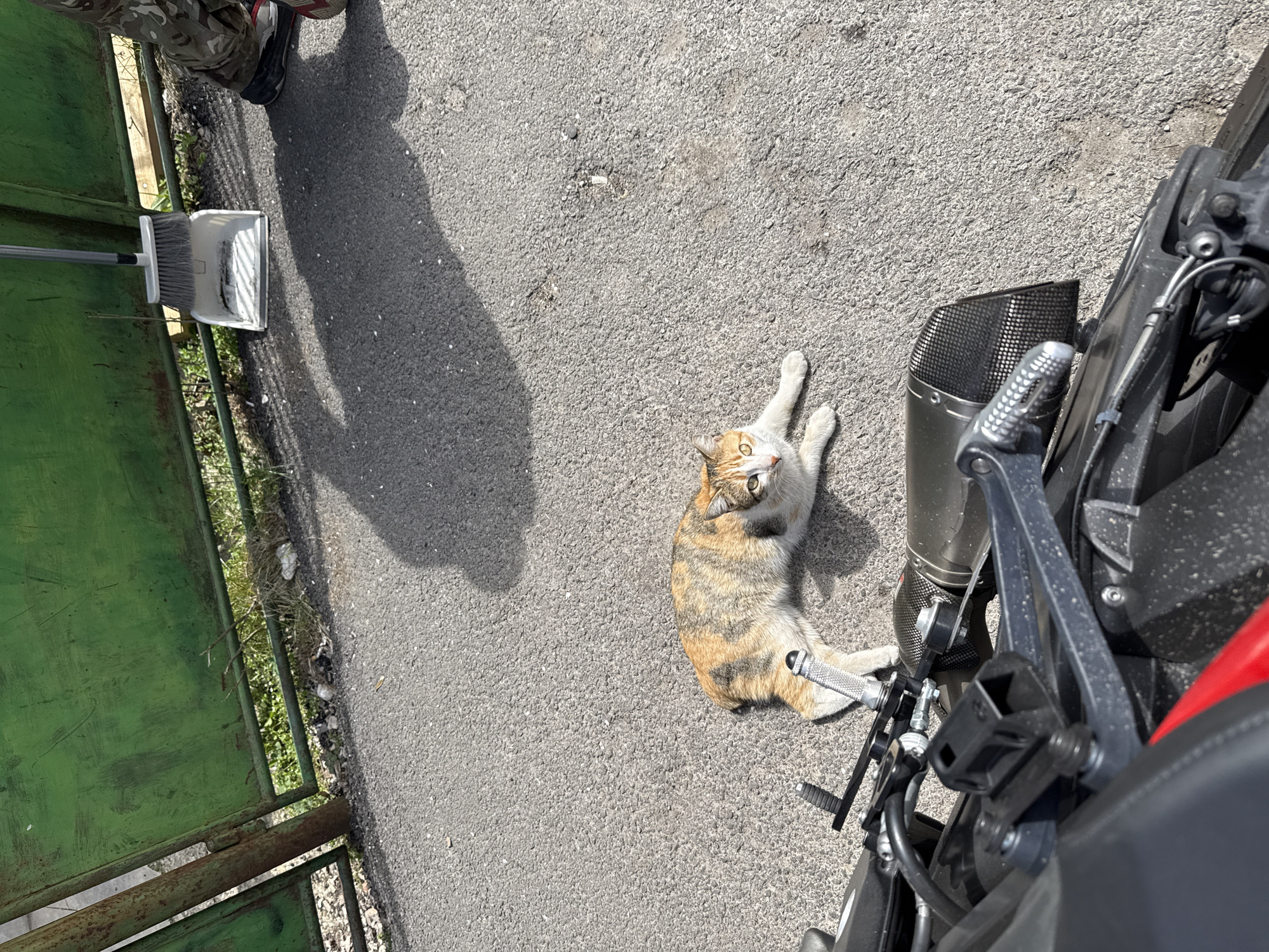 A high-angle shot depicts a scene on an asphalt surface next to a green metal gate. The location is most likely in Bozhurishte, Bulgaria. A tan and orange tabby cat is lying on the asphalt, looking upwards toward the camera. A motorcycle is partially visible on the right side of the frame, its exhaust pipe and footpeg near the cat. To the left, a person wearing camouflage pants and black shoes stands near a dustpan and broom. A shadow indicates the presence of another individual or object not fully in the frame.