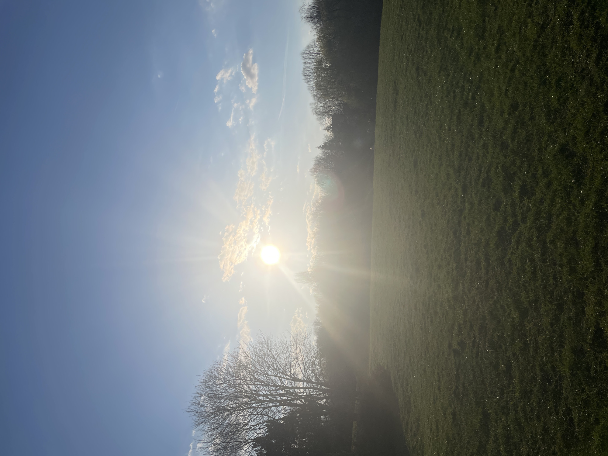 The image depicts a landscape under a bright sun, likely in the morning or late afternoon based on the angle and intensity of the light. The sky is blue with scattered clouds. A large open grassy field dominates the right side of the image, transitioning into trees. The sun is positioned to the left of the center, partially obscured by clouds. Silhouetted trees and branches are in the lower left corner. The location is likely a park or open green space in Sofia, Bulgaria. There are no visible people or animals.
