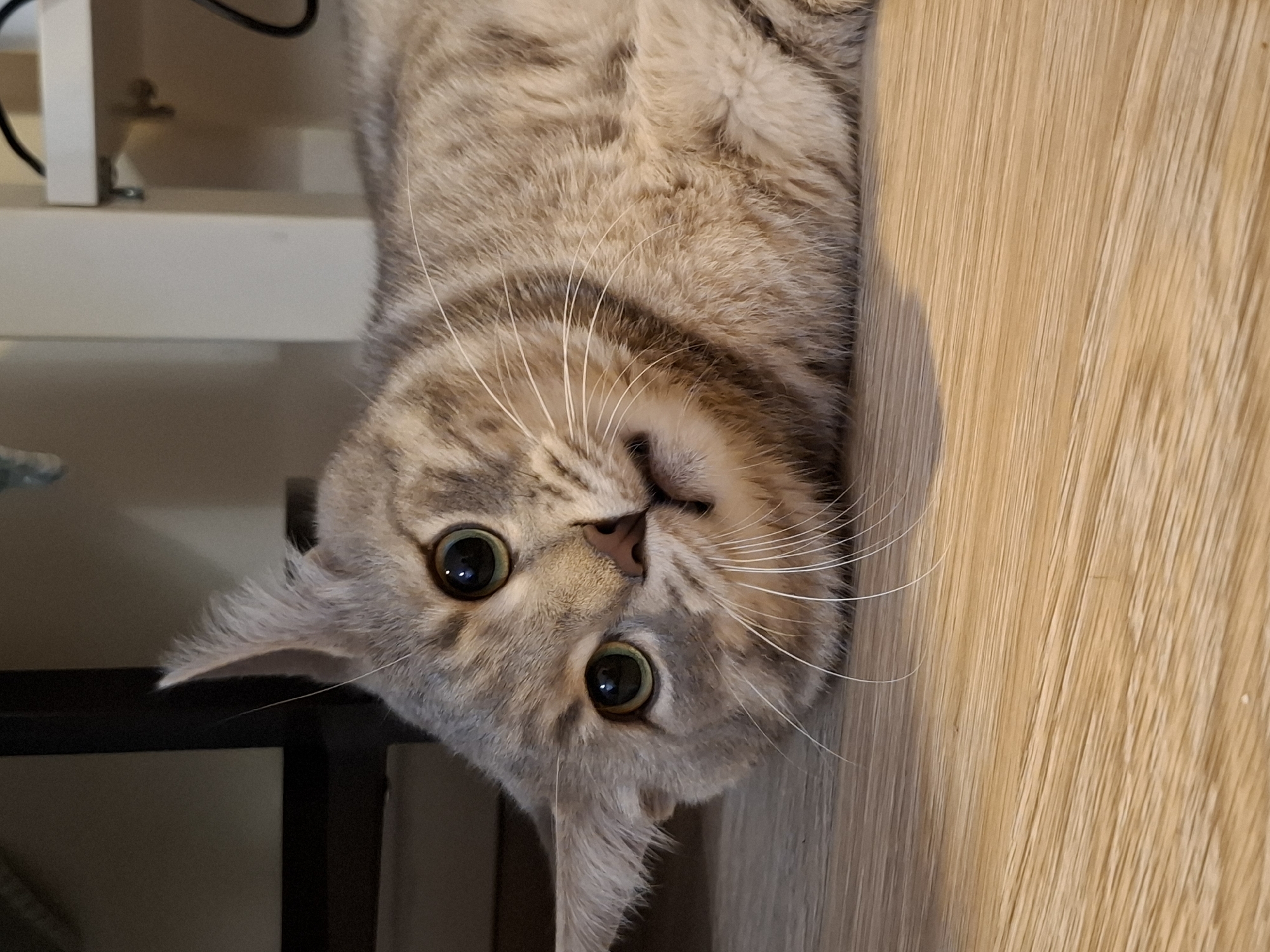 A domestic cat with grey tabby markings lies on a light brown wooden floor, its body angled to the right of the frame. The cat's head is tilted to the left, and it looks directly at the camera with wide, alert green eyes. Its mouth is slightly open, revealing a hint of its tongue. The background is out of focus, showing dark vertical structures to the left and a light-colored shelf with some cables to the right. The scene is indoors. The location is not specified within Zemun Urban Municipality, Serbia.