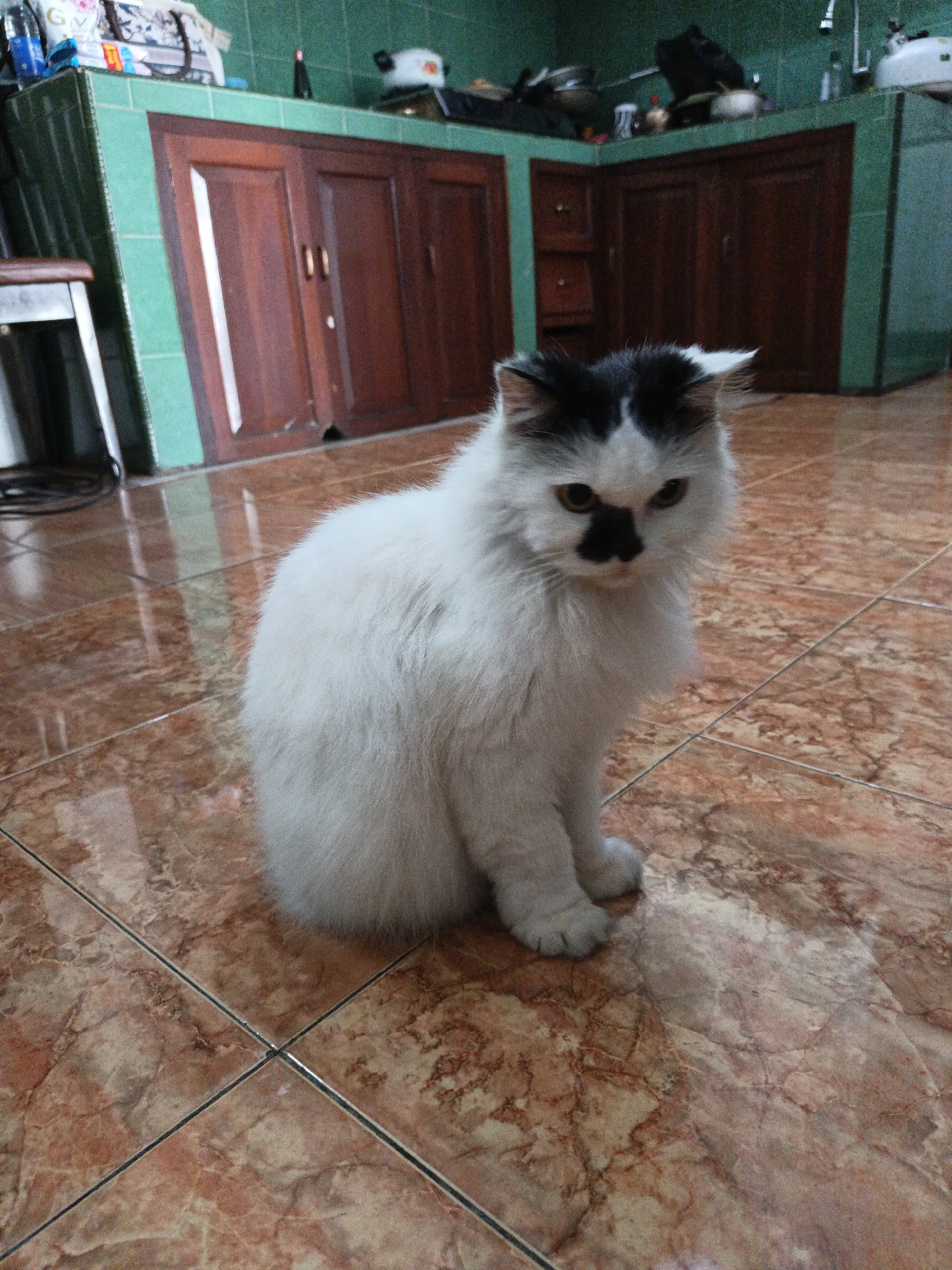 A fluffy white and black cat with a distinctive black nose marking sits on a tiled floor in what appears to be a kitchen or utility area. The cat is looking directly at the camera with yellow eyes. Behind the cat, there are wooden cabinets with brown doors and a countertop tiled with green squares. Various items are visible on the countertop, including what appears to be bags and kitchen appliances. The floor is covered in reddish-brown marble-patterned tiles. The lighting suggests an indoor environment. The scene does not contain any identifiable city landmarks of Karangpakel, Indonesia, or any specific details that would allow for precise location confirmation within the city.