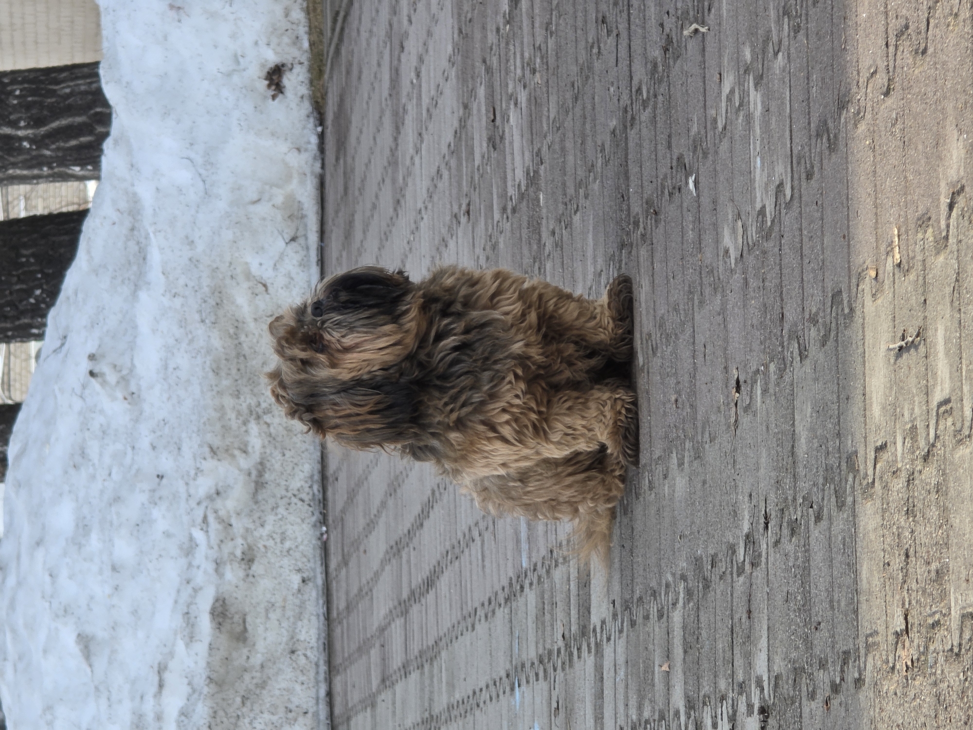 The image displays a medium-sized, shaggy-haired dog, predominantly tan and dark brown, seated on a patterned paved surface in Chaikovsky, Russia. The dog is positioned centrally, facing towards the right side of the frame with its head slightly elevated and turned to the upper right, its facial features largely obscured by its dense fur, though a dark nose is discernible. The ground consists of grey interlocking rectangular blocks with a wavy pattern, exhibiting general wear and scattered small debris including dried leaves, twigs, and light-colored particulate matter. Directly behind the dog, a substantial accumulation of dirty, melting snow extends across the entire background, indicative of a late winter or early spring environment. Beyond the snow on the right, the lower trunks of two dark-barked trees are partially visible, with a faint, light-colored structure in the distant background. The scene is illuminated by natural daylight.