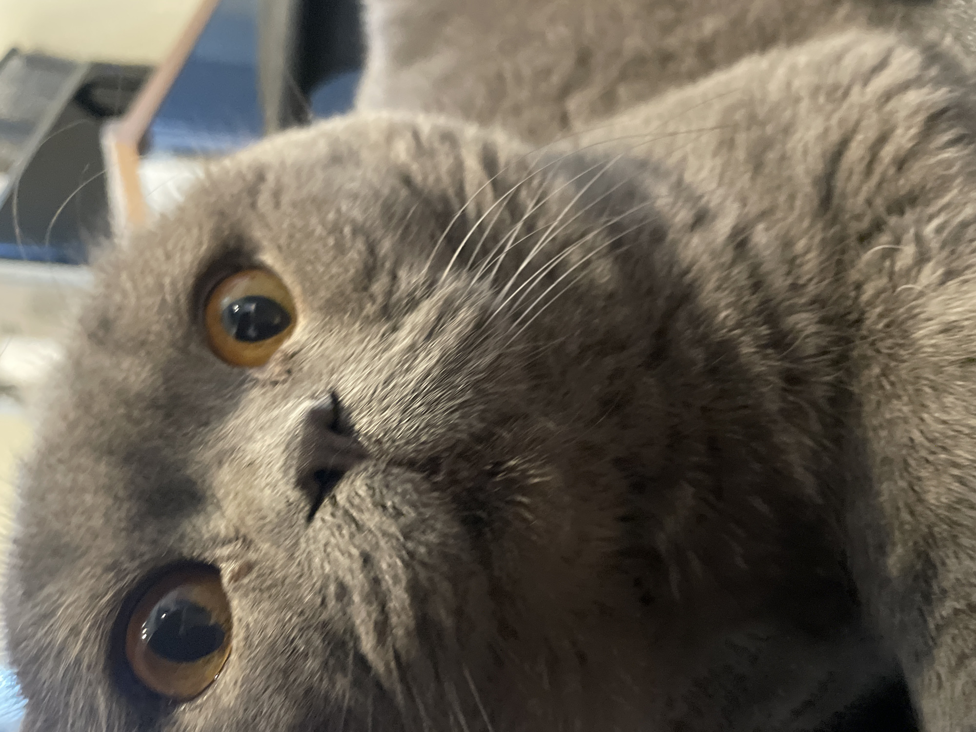 A close-up, eye-level shot focuses on the face of a gray cat. The cat's large, round eyes are a striking amber color, and its pupils are dilated. Its nose is small and dark, and its whiskers are long and white, fanned out on either side of its face. The background is out of focus, but appears to be an indoor setting with some blurry furniture and possibly a window. The lighting is dim, casting shadows on the cat's face.