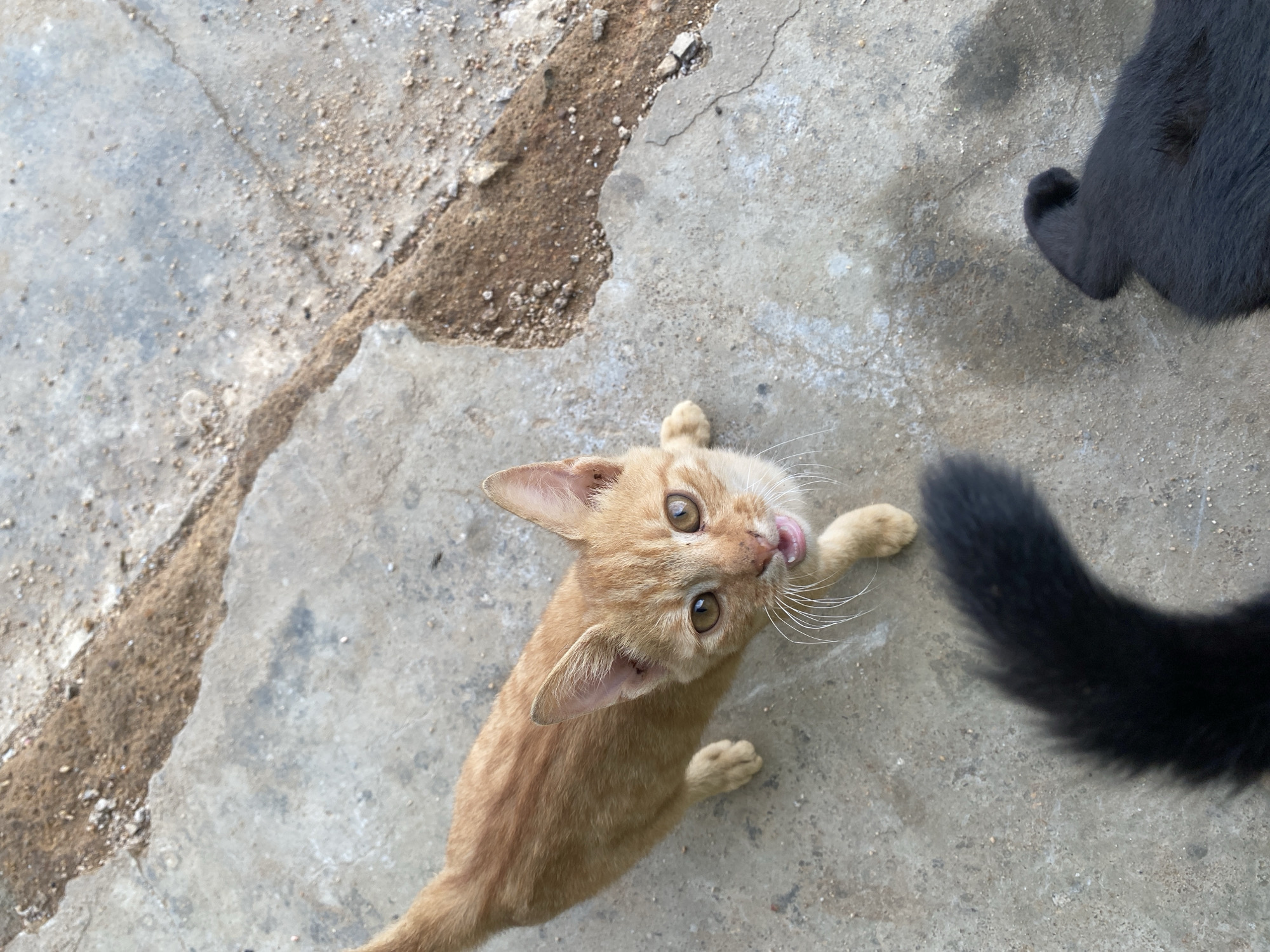 A tan kitten is licking its lips while looking upward in an outdoor environment. The kitten is standing on gray concrete next to a black cat's tail and hindquarters. The concrete has cracks and an area of bare soil. The location is in the city of Riyom, Nigeria.