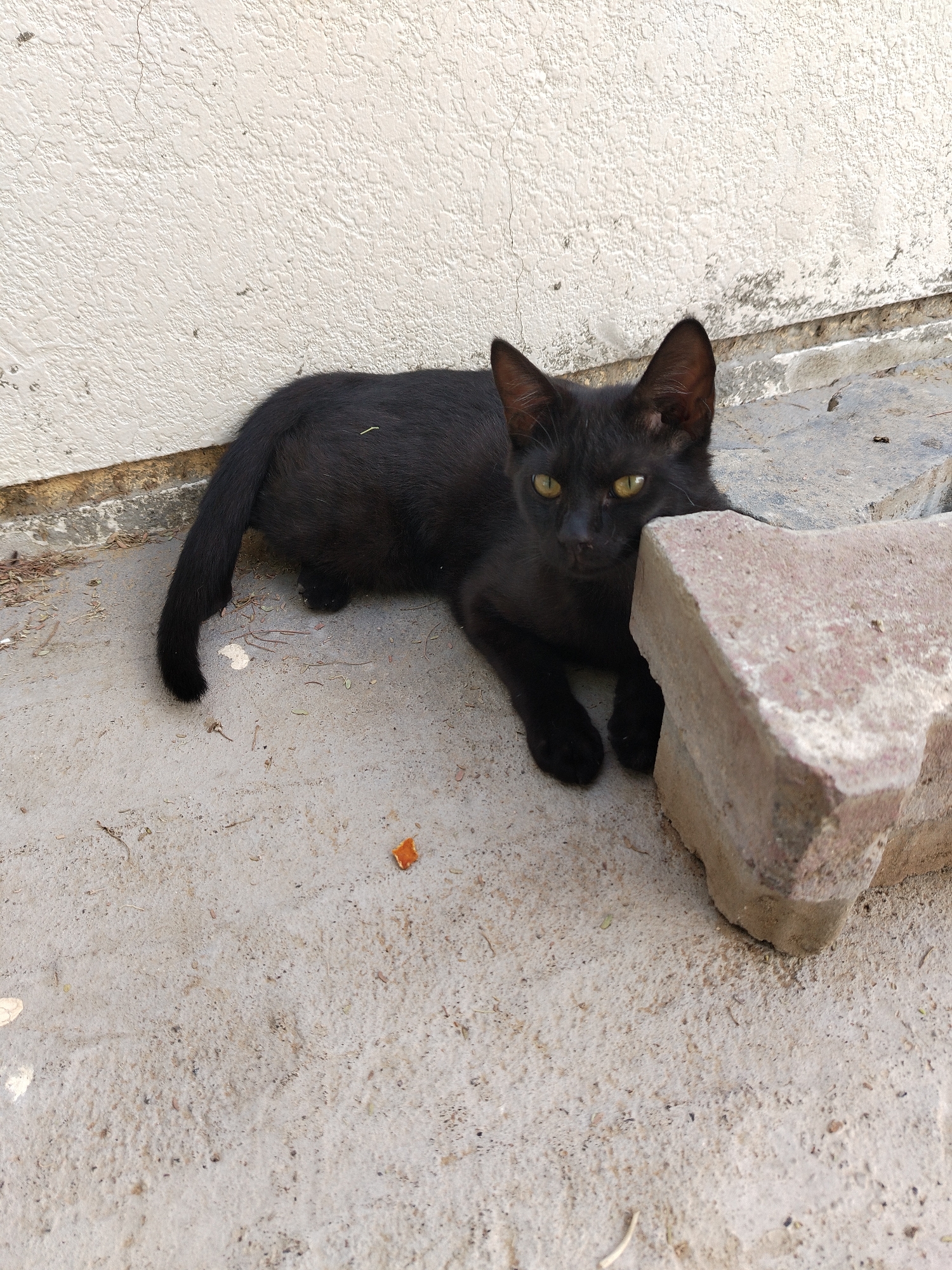 A black cat lies on a concrete surface next to a light pinkish-grey brick. The cat has yellow eyes and its body is positioned along a light beige wall. An orange piece of food or debris is on the ground. The scene appears to be in an urban outdoor setting in Al Mas'oudi, United Arab Emirates.