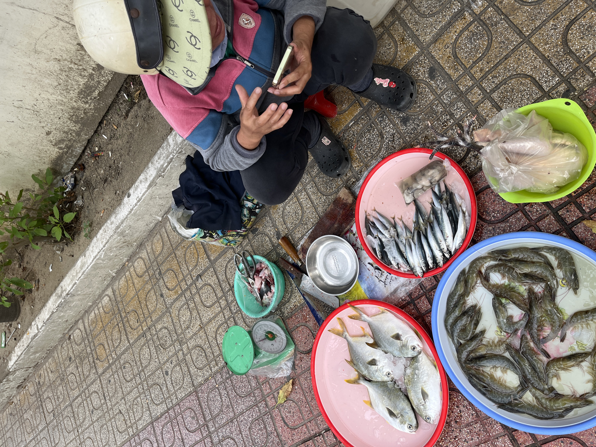 A vendor, wearing a pink and blue jacket, dark pants, black clogs, and a white helmet with a patterned visor, kneels on a patterned sidewalk in Nha Trang, Vietnam. The vendor is holding a smartphone in their hands, appearing to be looking at it. Scattered around them are various seafood items for sale.
In the foreground, a large blue basin contains a generous amount of shrimp. To the right of the shrimp basin, a bright green bowl holds a whole raw chicken, partially visible through a plastic bag. Above and to the left of the shrimp, a pink-rimmed basin holds several silvery fish on a bed of ice. Further to the right, a red-rimmed basin is filled with smaller, silvery fish and what appears to be calamari wrapped in plastic.
To the left of the fish basins, a green mechanical scale sits on the sidewalk. Next to the scale is a teal-colored bowl containing fish scraps and a pair of scissors. A large knife with a wooden handle is also visible on the ground near the seafood. The sidewalk is made of interlocking square tiles with a geometric pattern, and a concrete curb runs along the edge of the scene, separating the sidewalk from a dirt area with some sparse vegetation and discarded cigarette butts. The overall scene suggests a street-side market setting in Nha Trang.