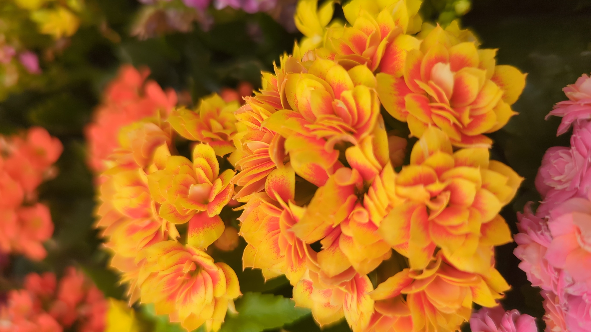 A close-up, shallow depth-of-field shot captures a cluster of vibrant yellow and orange flowers. The petals are tightly packed and appear to have a ruffled or layered texture, with some edges showing hints of red or darker orange. In the foreground, out of focus, are softer pink flowers. The background is a blurred mix of green foliage and other floral colors, suggesting a garden or floral display. The lighting is soft and diffused, highlighting the delicate details of the flowers. There are no people, actions, or interactions visible in the image. The setting is not identifiable as being in Laval, Canada.