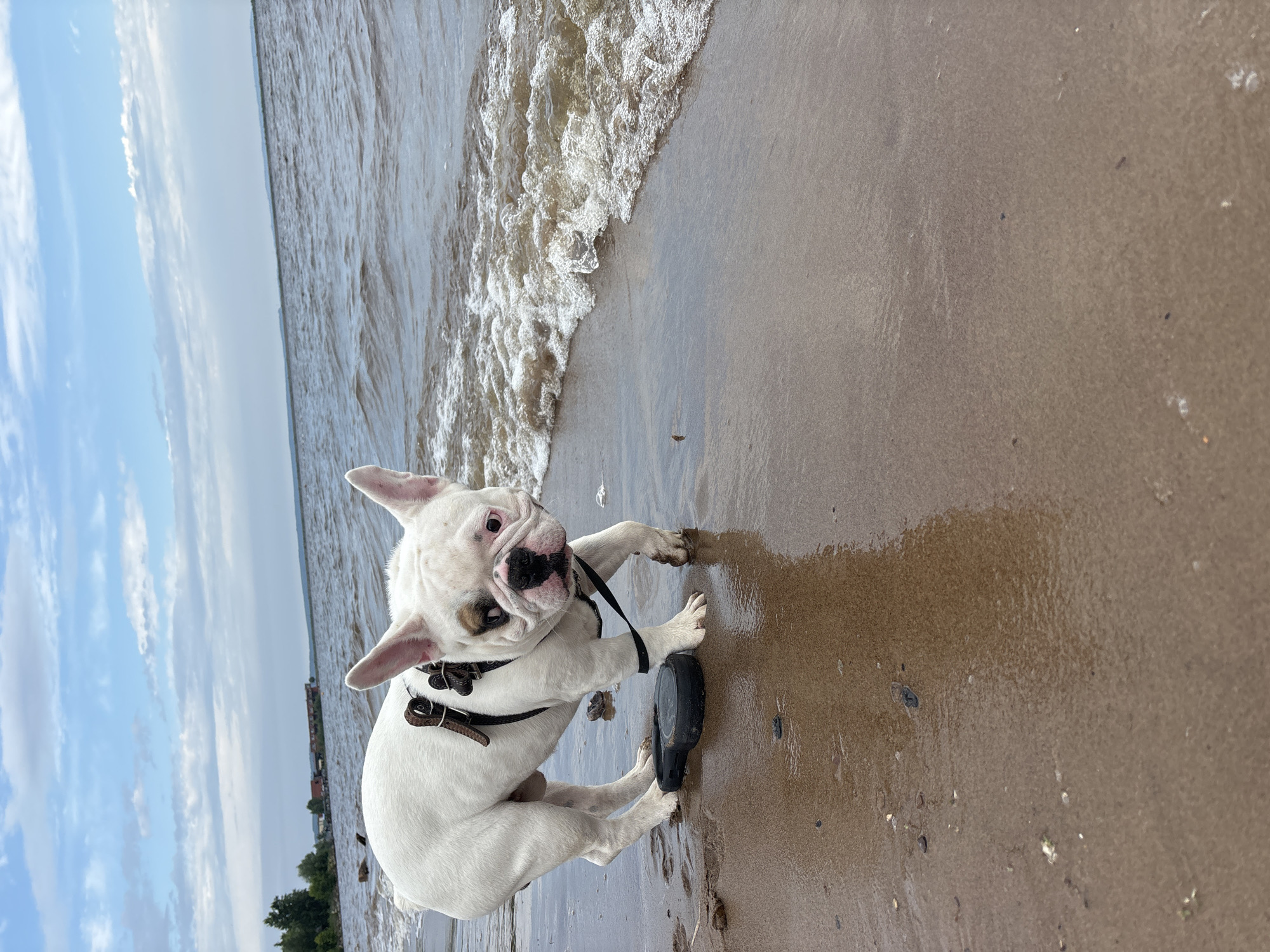 A white French bulldog with a brown patch over its left eye stands on a sandy beach, its paws wet from the incoming tide. The dog is wearing a brown harness and a black retractable leash lies on the sand near its front paws. Gentle waves with white foam lap at the shore, with the water stretching out to the horizon. In the distance, a faint line of trees and buildings can be seen along the coastline, suggesting a developed area adjacent to the natural landscape. The sky is partly cloudy with a mix of blue and white. This scene is consistent with the shoreline of the Kama River near Chaikovsky, Russia, a city known for its industrial and port activities along the river.