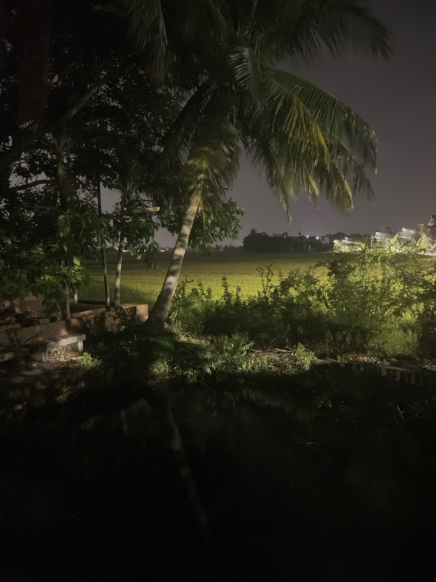 This is a nighttime photograph taken outdoors, likely in a rural or semi-rural area near Hoi An, Vietnam. The scene depicts a palm tree in the foreground, leaning towards the right side of the frame, with its fronds visible against a dark, overcast sky. To the left of the palm tree, there are other trees and foliage casting shadows. In the midground, a brightly lit field, possibly of rice paddies, stretches across the image. The field is a vibrant green and appears to be illuminated by artificial lights, creating a stark contrast with the dark sky. In the background, a faint line of lights suggests the presence of buildings or a settlement. The foreground is predominantly dark, with hints of vegetation and what appears to be a low brick structure or wall. The overall impression is one of a tranquil night scene, juxtaposing the natural elements with human infrastructure and illumination.