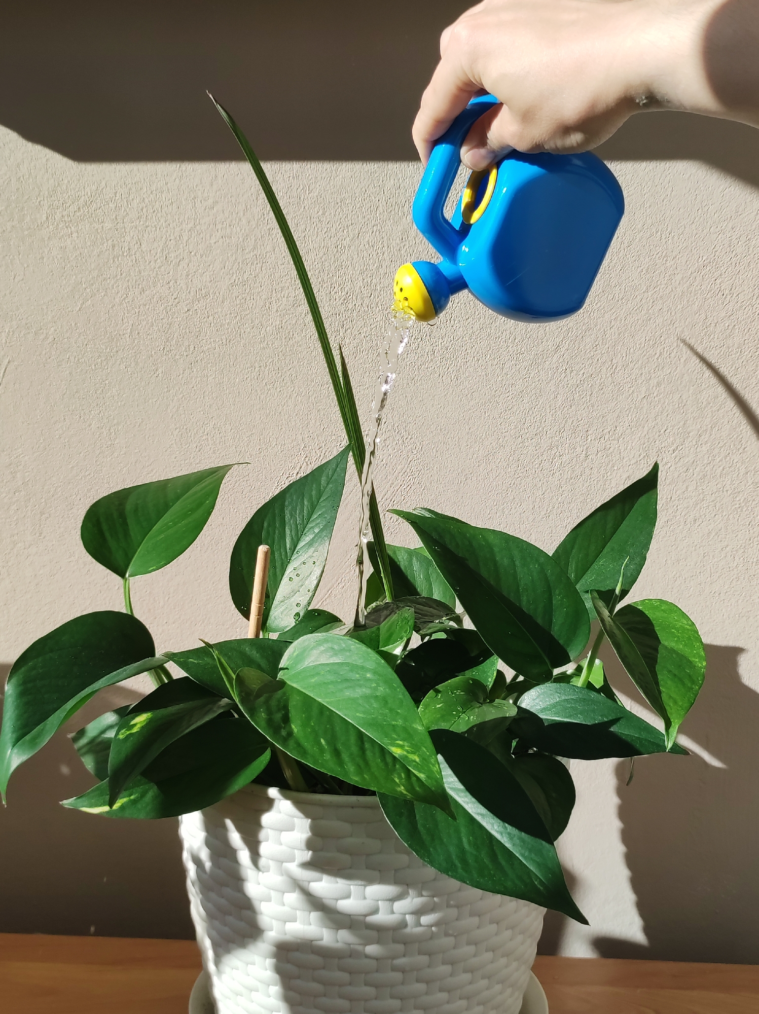 A pothos plant in a white basket-weave pot is being watered by a hand holding a small blue and yellow plastic watering can. The plant has multiple broad, green leaves. A single, tall, thin green leaf is also present. The background is a beige wall with shadows. The plant sits on a light brown surface. The location in the city of Chaikovsky, Russia is not evident from the image.