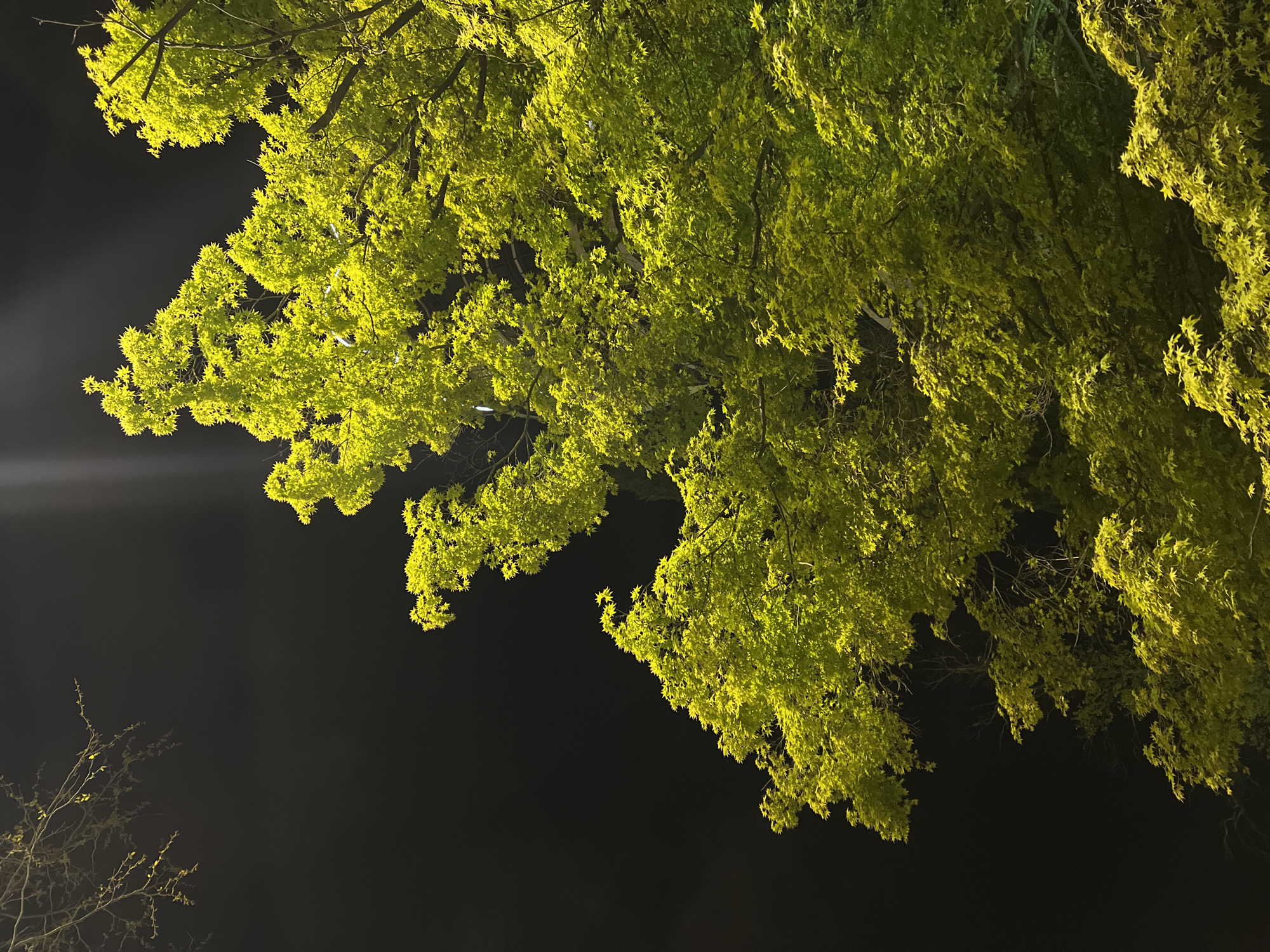 The image depicts tree branches and leaves against a dark sky, likely taken at night. The leaves are predominantly green with a yellowish hue, illuminated by a light source. The lower left corner shows sparse branches with fewer leaves. The dark background suggests a nighttime setting, possibly in a park or urban area. There are no people visible. Without additional context, the location in Sochi, Russia, is speculative.