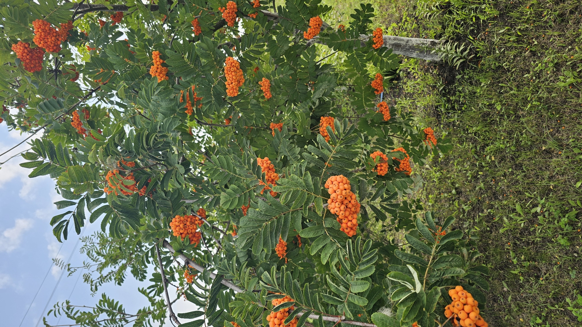 A rowan tree with abundant orange berries is pictured against a backdrop of a cloudy sky and overgrown grass. The tree's branches are laden with clusters of bright orange berries and lush green leaves. The ground is covered with a mix of dry and green grass, with a few scattered berries visible. A portion of a tree trunk is visible on the right side of the image. The overall scene is of a natural outdoor environment, likely in Romanovka, Russia, with the focus on the fruit-bearing tree. There are no people or animals visible in the image, and no actions or interactions are depicted.