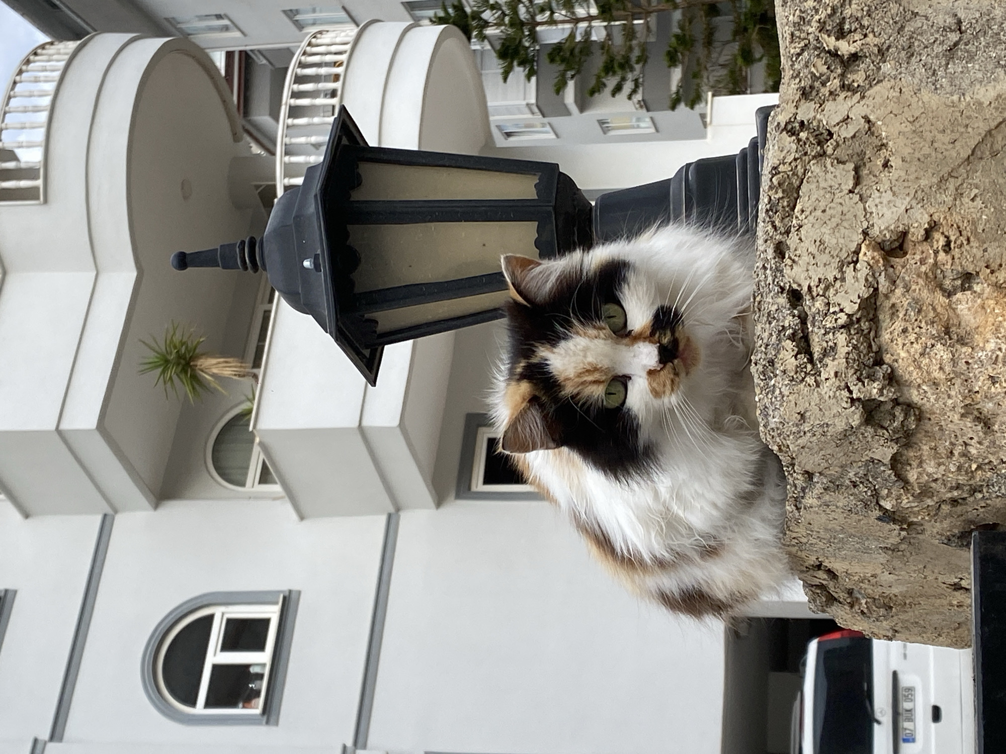 A long-haired calico cat sits behind a black metal lamppost attached to a beige textured wall, looking toward the camera. In the background is a multi-story white building with arched windows and balconies. Based on the license plate partially visible on the white van in the lower right corner ("07 BUK 059"), the location is Alanya, Turkey.