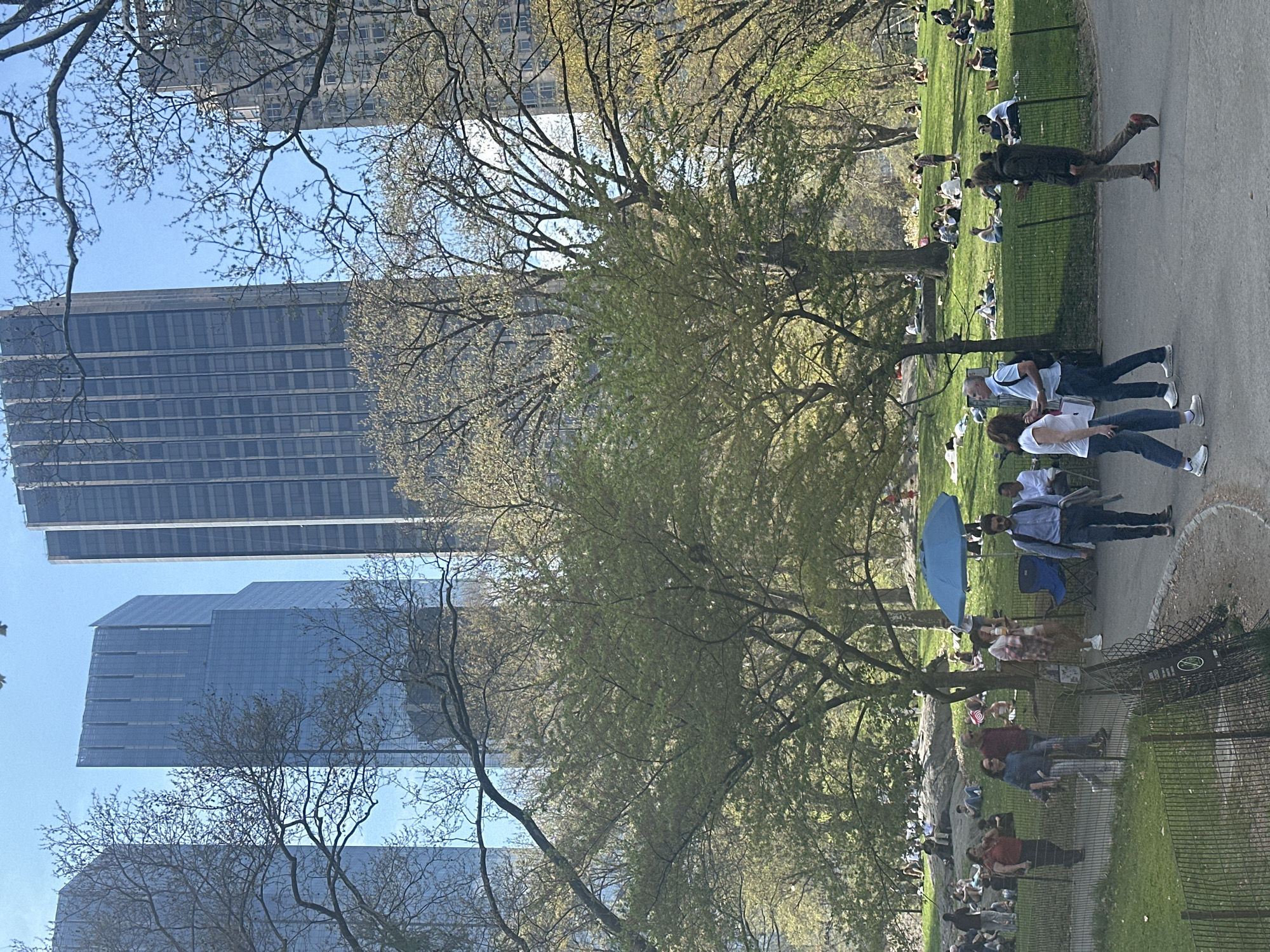 The image captures a park scene in New York City, USA. The foreground features a grassy area with several people lounging and walking. Some individuals are sitting on the grass, while others are strolling along a path. A blue parasol is visible. In the background, skyscrapers dominate the skyline, framed by trees with budding foliage. The clear blue sky indicates a bright, sunny day.