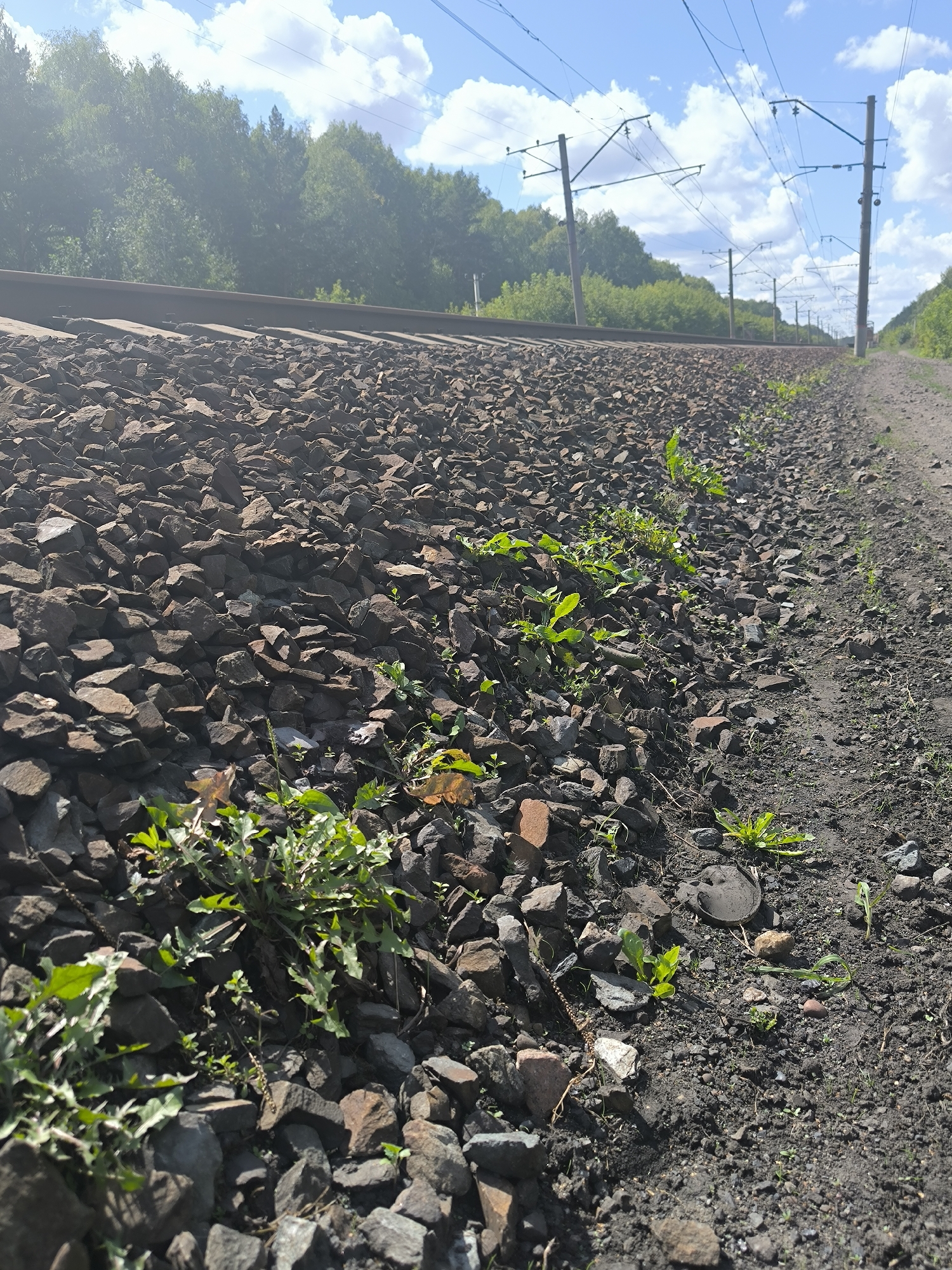 An eye-level, medium shot captures a railway track in Maiskii, Russia, on a bright, sunny day. The foreground is dominated by a vast expanse of dark grey, angular ballast stones that extend into the distance, creating a textured, rugged surface. Interspersed among the stones, and along the edge of the track, are patches of vibrant green weeds and sparse vegetation, some with broad leaves, others with thin, grass-like blades.
To the left, a single railway track with a dark, metallic sheen runs horizontally across the frame, disappearing into the background. The track is laid on wooden sleepers, partially obscured by the ballast.
Beyond the tracks, a dense line of lush green trees forms a natural barrier against a bright blue sky dotted with fluffy white clouds. The trees are a mix of deciduous and coniferous varieties, with their foliage appearing full and healthy.
To the right of the ballast, a rough dirt path runs parallel to the railway, showing signs of wear and erosion. The path is a lighter brown, contrasting with the darker stones.
Overhead, a network of electrical catenary lines stretches across the sky, supported by tall, grey poles spaced at intervals along the track. These lines are a prominent feature, hinting at the presence of an electrified railway system. The scene is bathed in natural sunlight, casting subtle shadows and highlighting the textures of the stones and vegetation. There are no people or animals visible in the image.