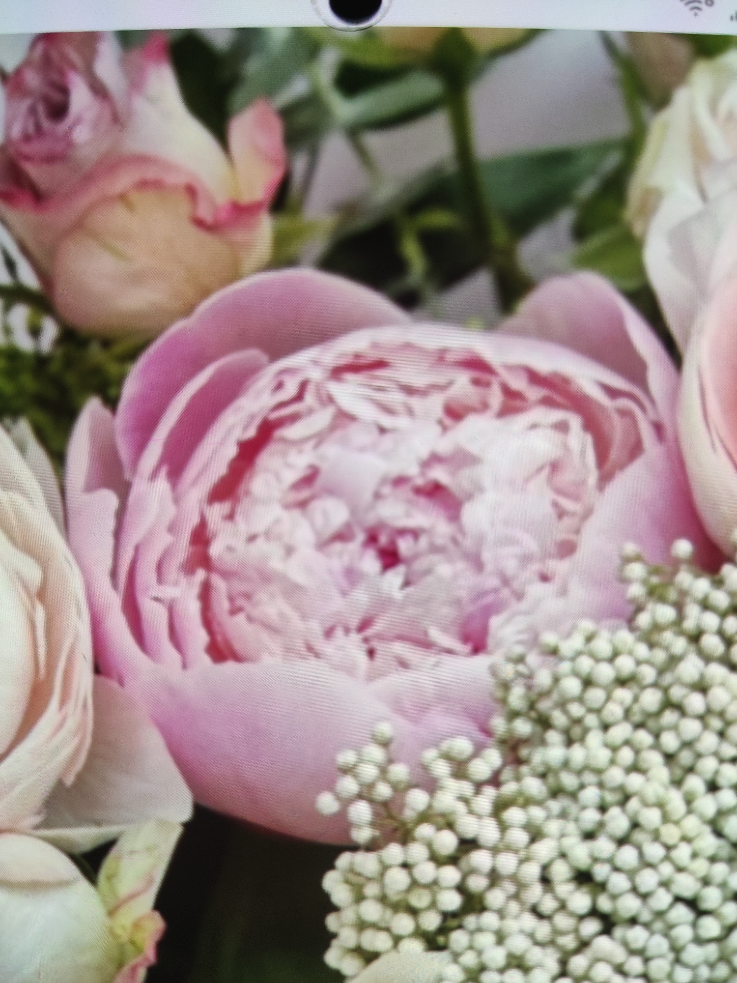 A close-up shot shows a bouquet of pink peonies and roses. The large, fluffy pink peony is in the center of the frame, with layers of soft petals. To the left, a lighter pink rose is partially visible, with hints of darker pink on its edges. Another pale pink rose is seen on the far right. Small clusters of white baby's breath fill the bottom right corner of the image, providing a delicate contrast to the larger flowers. The background is a soft blur of green foliage and dark shadows, suggesting the flowers are part of a larger arrangement. The lighting is soft and diffused, highlighting the textures and colors of the flowers. The image is a still life composition, focusing on the beauty and detail of the floral arrangement. The location is unknown.