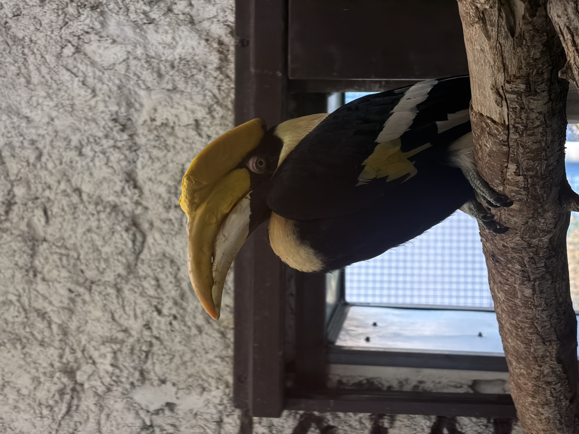 This media file shows a close-up of a Great Hornbill perched on a tree trunk. The bird is facing left, with its large, distinctive yellow casque prominently displayed. Its eye is visible, and its feathers are black and white with yellow accents. The bird appears to be in an aviary or a zoo enclosure, as indicated by the textured wall in the background and a glimpse of a barred window or mesh behind the bird. The tree trunk it's perched on is rough and textured. The overall lighting suggests it might be daytime, but there are no specific indicators of weather conditions. The location context of Perm, Russia, is provided, though there are no explicit visual cues in the image to confirm this specific location. No text is visible in the image.
