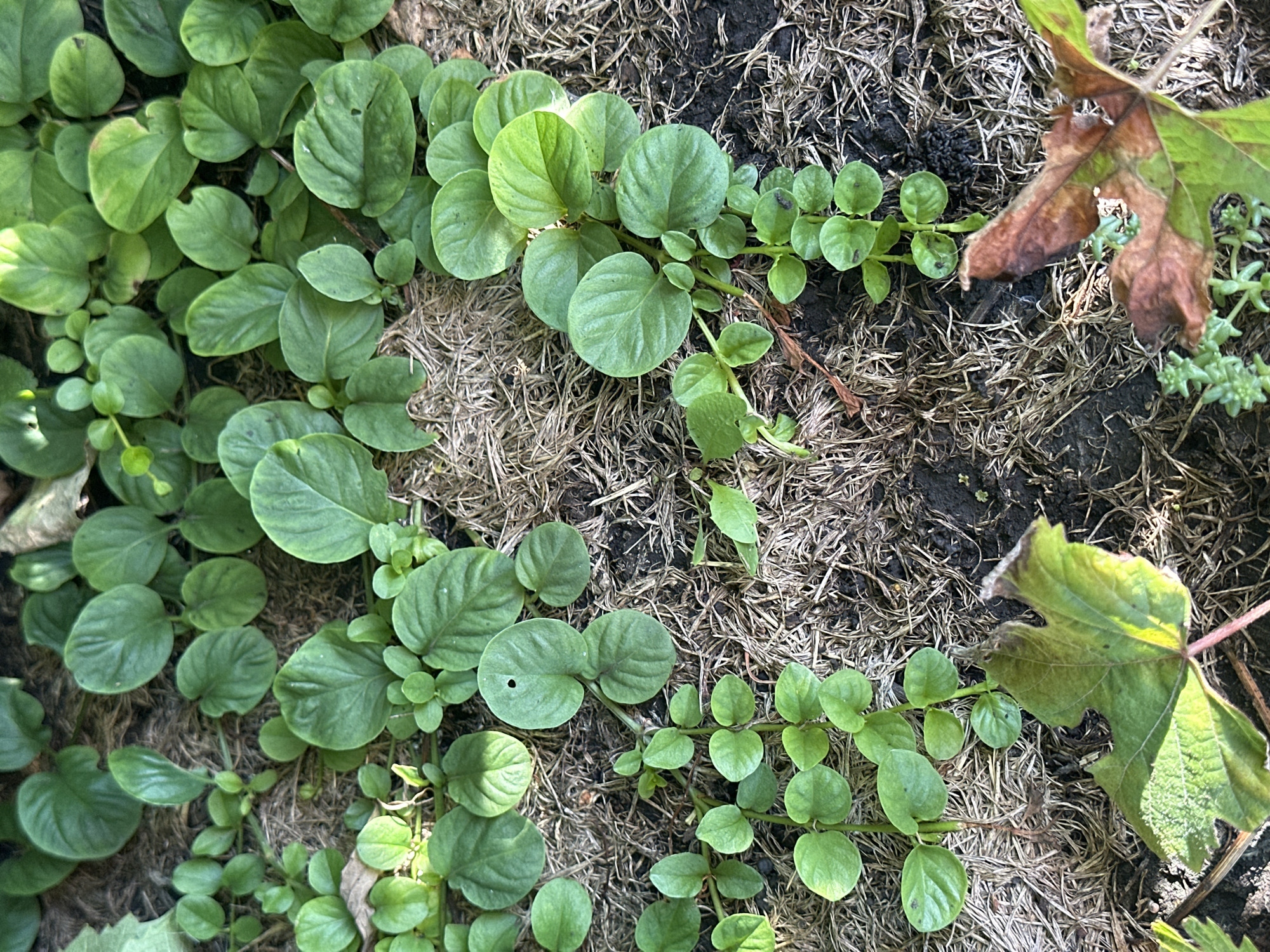 In an outdoor, natural setting, a dense ground cover of small, round, green leaves grows amongst dry, light brown mulch and dark soil. The leaves are arranged on thin, reddish stems. Some of the larger leaves are veined and have a slightly glossy sheen, while smaller leaves appear more matte. A few larger, dried leaves, one prominently in the foreground with brown and green coloration and a notched edge, are also present on the ground. The lighting suggests a sunny day, casting shadows and highlighting the textures of the plants and mulch. The overall scene is one of lush, low-lying vegetation in a garden or naturalized area.