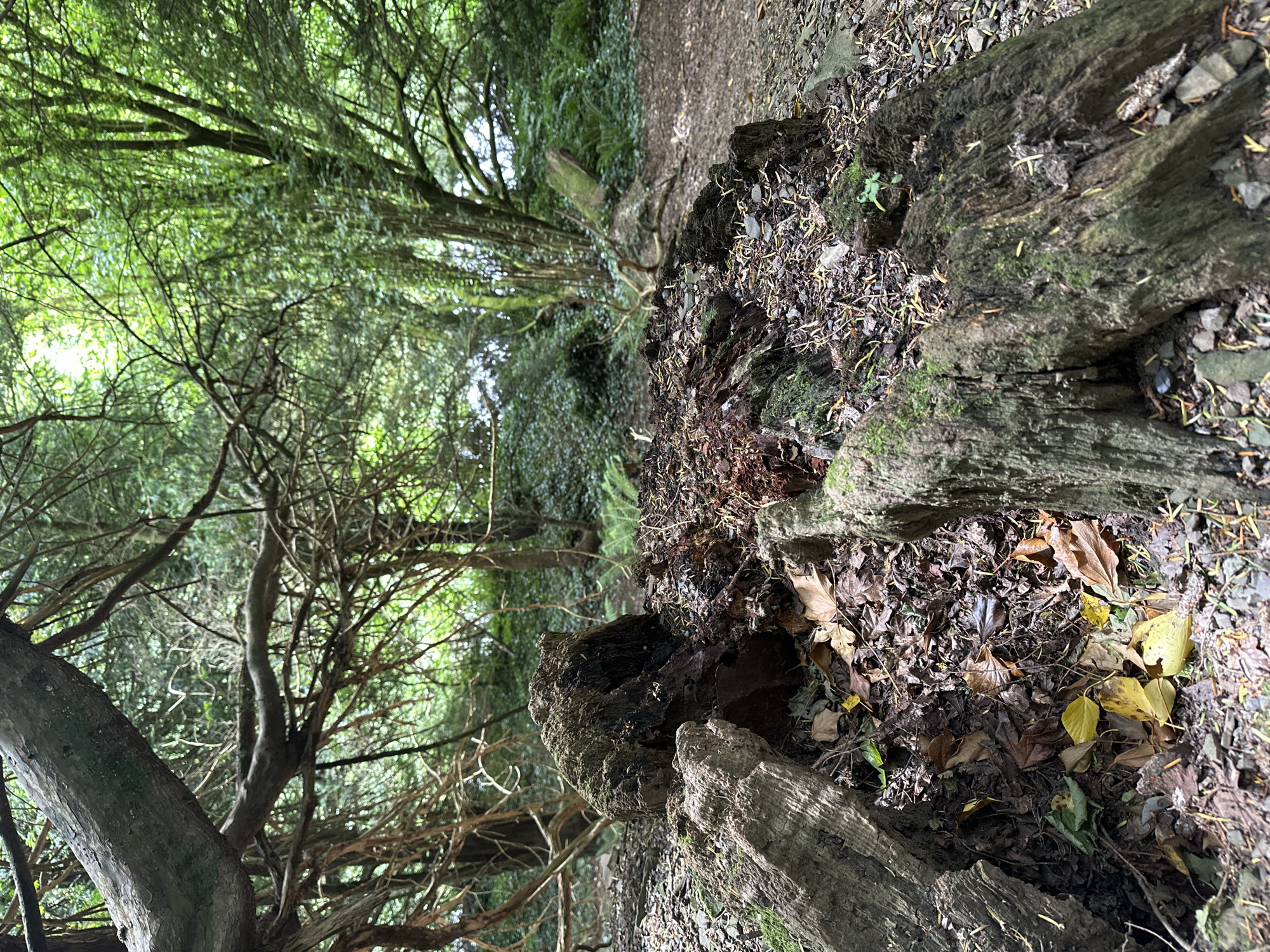 The image depicts a close-up view of a decaying log in a wooded area. The log is split and appears to be rotting, with visible moss and fungi growing on its surface. The ground around the log is covered in fallen leaves, twigs, and small stones. In the background, dense greenery suggests a forest or park environment. The lighting indicates an overcast day, with diffused light filtering through the trees. The scene is devoid of any human presence or activity. The image does not provide any specific indicators of its location within Castlecomer, Ireland.