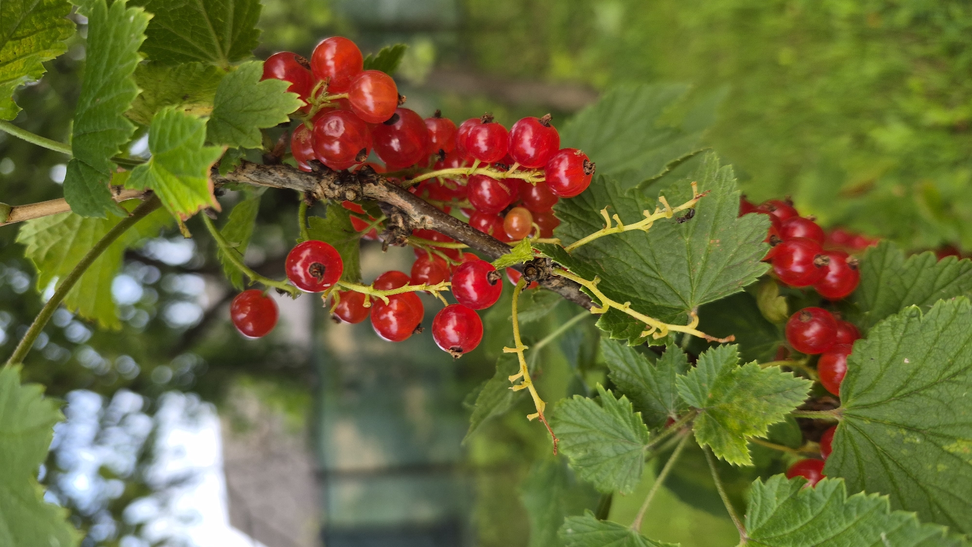 A close-up, vertical shot focuses on a branch of red currants in Krauja, Latvia. The bright red berries hang in clusters, some partially obscured by lush green leaves. The berries are plump and glossy, with a subtle sheen reflecting the daylight. Thin, yellowish stems connect the berries to the main branch, which is rough and woody. The background is softly blurred, showing hints of a building with a grey roof and a fence, suggesting a rural or suburban setting. Green grass and foliage fill the lower portion of the frame, creating a natural, outdoor environment. The overall impression is one of abundance and natural beauty.