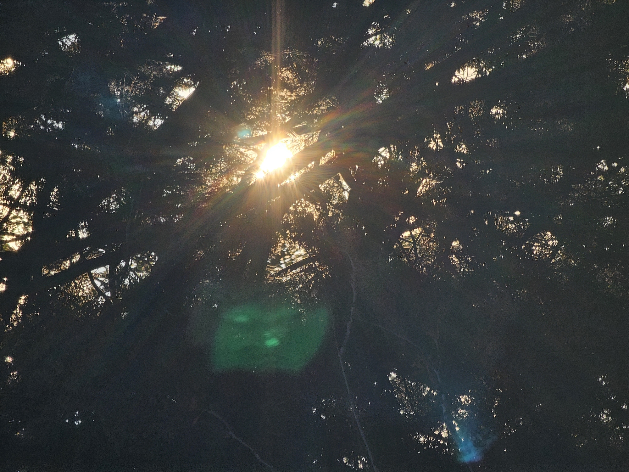 The image depicts a view looking upwards through the branches of trees, with the sun visible in the center, emitting bright rays. The trees are silhouetted in dark tones against the bright sky, creating a high-contrast effect. A green and blue light leak is present in the lower central part of the image. The location is not specified. The scene suggests a natural setting, possibly a forest or park.