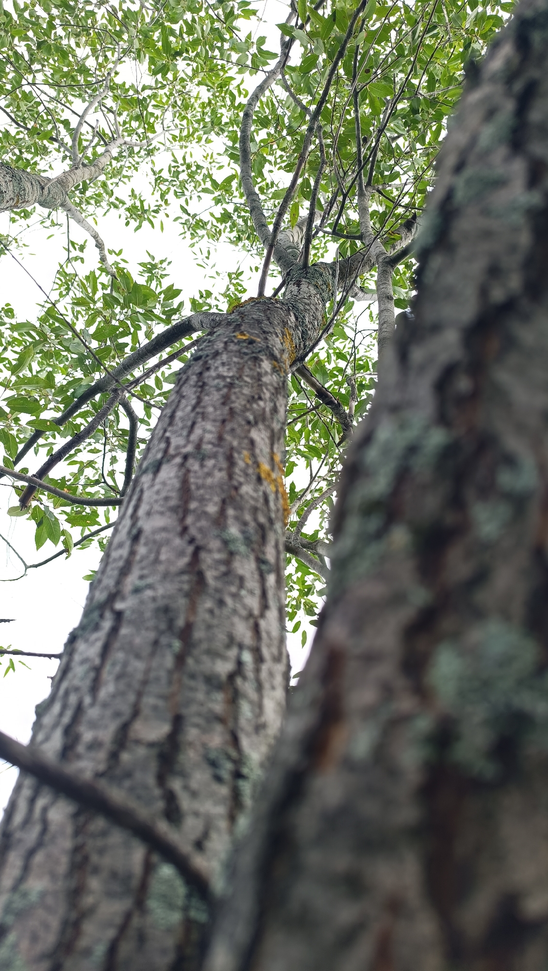 An upward-facing, close-up shot captures the textured bark of two tree trunks, with the trunk on the right blurred out of focus, dominating the foreground. The main trunk, to the left and slightly off-center, displays rough, grayish-brown bark with patches of green lichen and vibrant yellow growth. This trunk extends upward, transitioning into branches covered in lush green leaves that fill the upper portion of the frame against a bright, overcast sky. The branches intertwine with those of another, less distinct tree visible to the far left, also laden with leaves. The overall scene evokes a sense of being beneath a dense canopy, looking up at the sky. This image was taken in the city of Karsha, Russia.