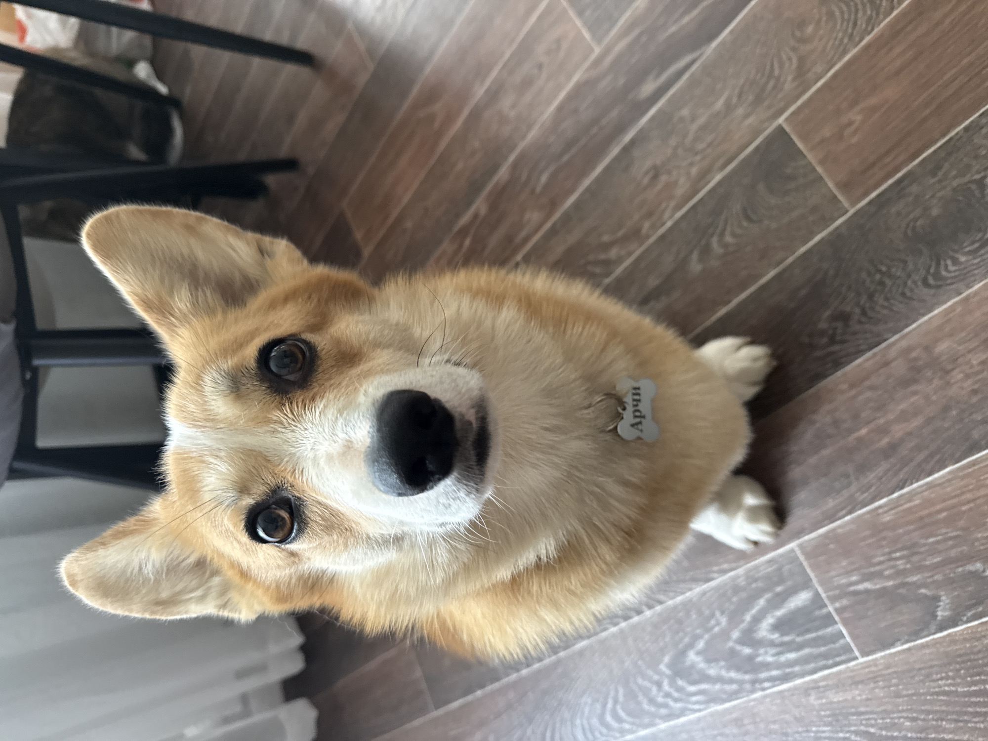 A high-angle indoor shot features a corgi dog looking up towards the camera. The dog is light brown and white, with large, pointed ears, a black nose, and a dog tag shaped like a bone with Cyrillic letters. The dog is centered, with the upper part of its body visible.
The background shows a wooden floor with varying shades of brown. In the top left corner, there is a black chair and a glimpse of what appears to be a cat sitting underneath the chair. To the left, light colored curtains can be seen.
The location is likely a home interior. The presence of Cyrillic letters on the dog tag suggests that the location is likely in a Russian-speaking region, but the city of Votkinsk, Russia, cannot be confirmed from the image alone.