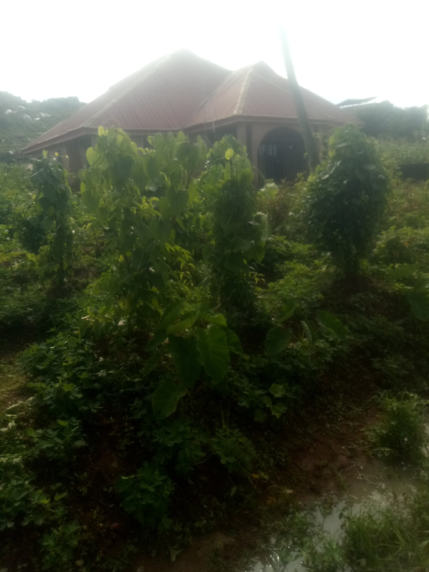 The image depicts an overgrown outdoor scene with a building partially visible in the background. The building has a reddish-brown, multi-pitched roof and a light-colored facade with an arched entrance. Dense green foliage, including large-leafed plants and smaller leafy bushes, dominates the foreground and obscures much of the ground. The plants appear lush and somewhat unkempt. Sunlight is filtering through the scene, creating a bright, hazy atmosphere, particularly in the upper portion of the image. The ground appears to be a mix of soil and some patches of water or dampness in the lower right corner, suggesting recent rain or a natural water accumulation. The overall impression is one of a semi-wild or neglected environment with a structure present.