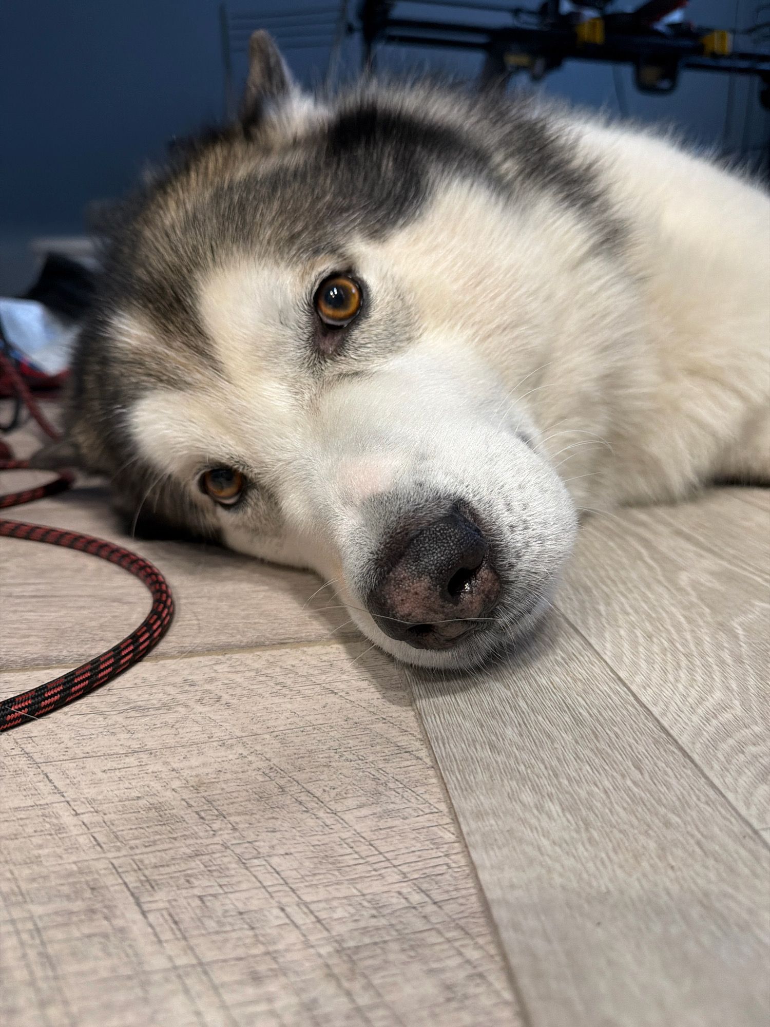 The image shows a close-up of a Siberian Husky dog lying on a light-colored, wood-plank floor. The dog's head is resting on the floor, and its eyes are open, looking towards the camera. The dog has typical Husky markings, with grey and white fur around its face and ears. A black and red leash is coiled on the floor to the left of the dog. The background is dark and out of focus, but appears to be indoors with some dark objects visible. There is no indication of the location being in Узюково, Russia.