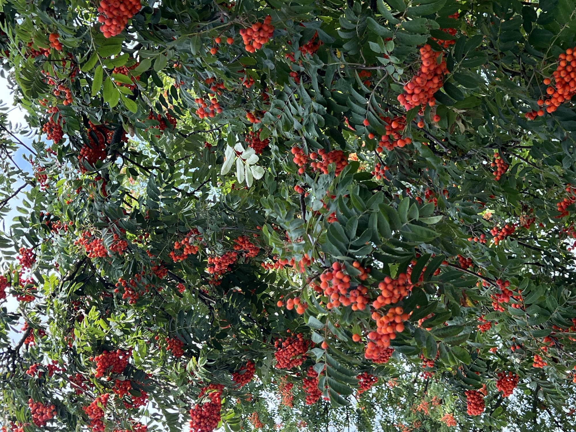 The image shows a close-up, low-angle view of a rowan tree laden with clusters of bright orange-red berries. The berries are small and round, densely packed on drooping stems. The leaves are compound, pinnate, and dark green, providing a lush backdrop for the fruit. Some of the leaves are partially obscuring the berries, and the branches of the tree crisscross the frame. The sky is visible in the upper portions of the image, appearing light blue with some hazy white clouds, suggesting it is daytime. The overall impression is one of abundance and autumnal color. The photograph was taken in Lublin, Poland, specifically in the Rusałka reservoir area. There are no people or man-made structures visible in the image.
