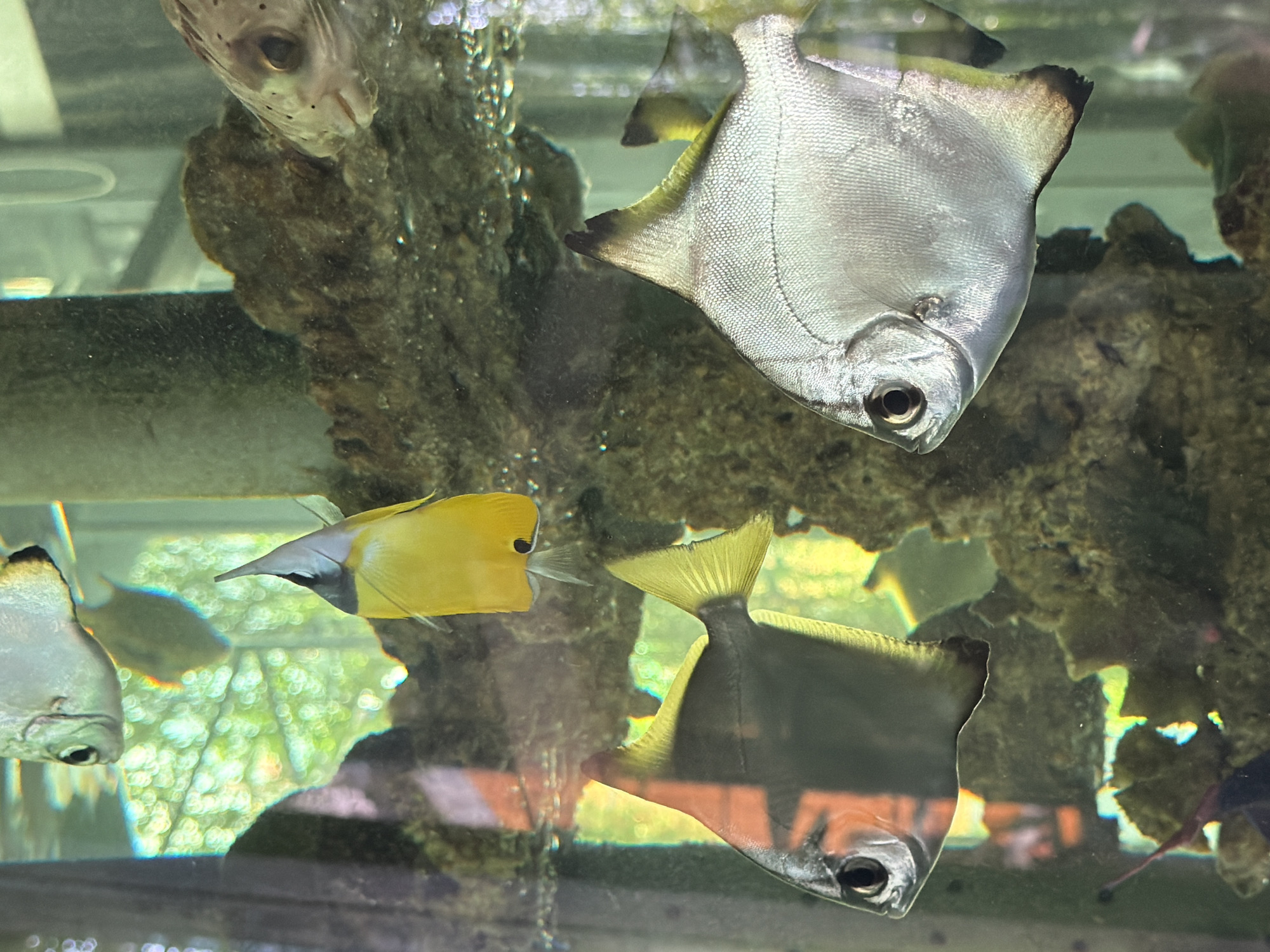 The image shows an aquarium with several fish. In the foreground, two silver, disc-shaped fish swim horizontally. To the left, a larger silver fish is visible from the side, with its eye and mouth clearly defined. To the right, a similar silver fish is also seen from the side, with its body reflecting the light. Above these, a bright yellow fish with a pointed black dorsal fin swims towards the left. In the background, a brown, rocky structure is visible, with a pufferfish with distinct black spots near its head peeking out from the right side of the frame. The aquarium appears to be in a well-lit environment, with some blurred green foliage visible through the glass in the upper left portion of the image. This scene is located in the Tri Nguyen Aquarium, located on Hon Mieu Island in Nha Trang, Vietnam.