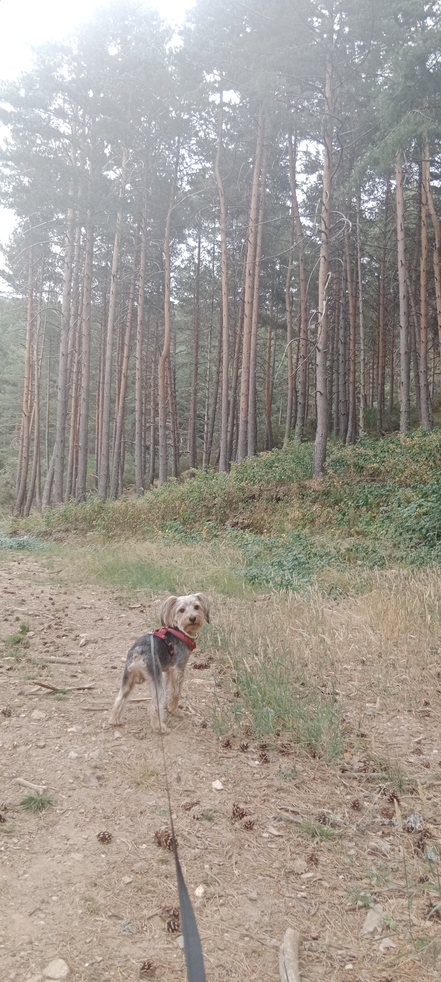 A small, tan and gray dog with a red harness stands on a dirt path in a pine forest. The dog is looking towards the camera. The path is lined with dry grass and pinecones. In the background, tall pine trees with thin trunks create a dense forest. The sky is overcast and hazy. The location is the pine forest of Cerezo de Arriba, Spain.