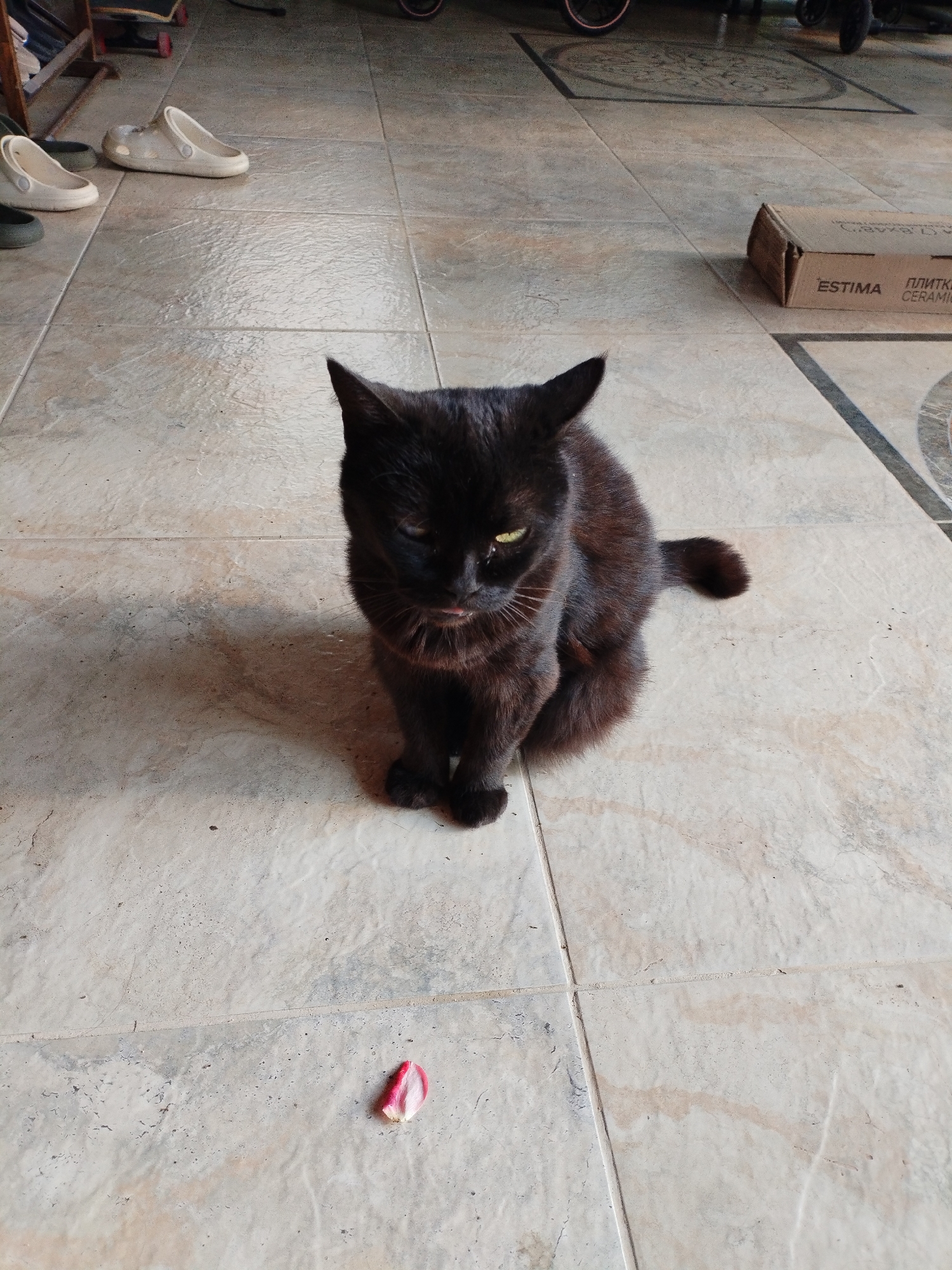 A black cat with yellow-green eyes is sitting on a tiled floor. The cat is facing the camera and has its tongue sticking out slightly. In front of the cat, on the floor, is a small, pink and white petal. The floor is tiled with light-colored tiles with some brown veining. In the background, there are several pairs of white and green clogs on a rack. Further back, a cardboard box with text is visible. The text on the box reads "ESTIMA" and "ПЛИТКИ CERAMIC". The scene appears to be outdoors, possibly on a porch or patio, given the tiles and the presence of clogs. The lighting suggests it is daytime.