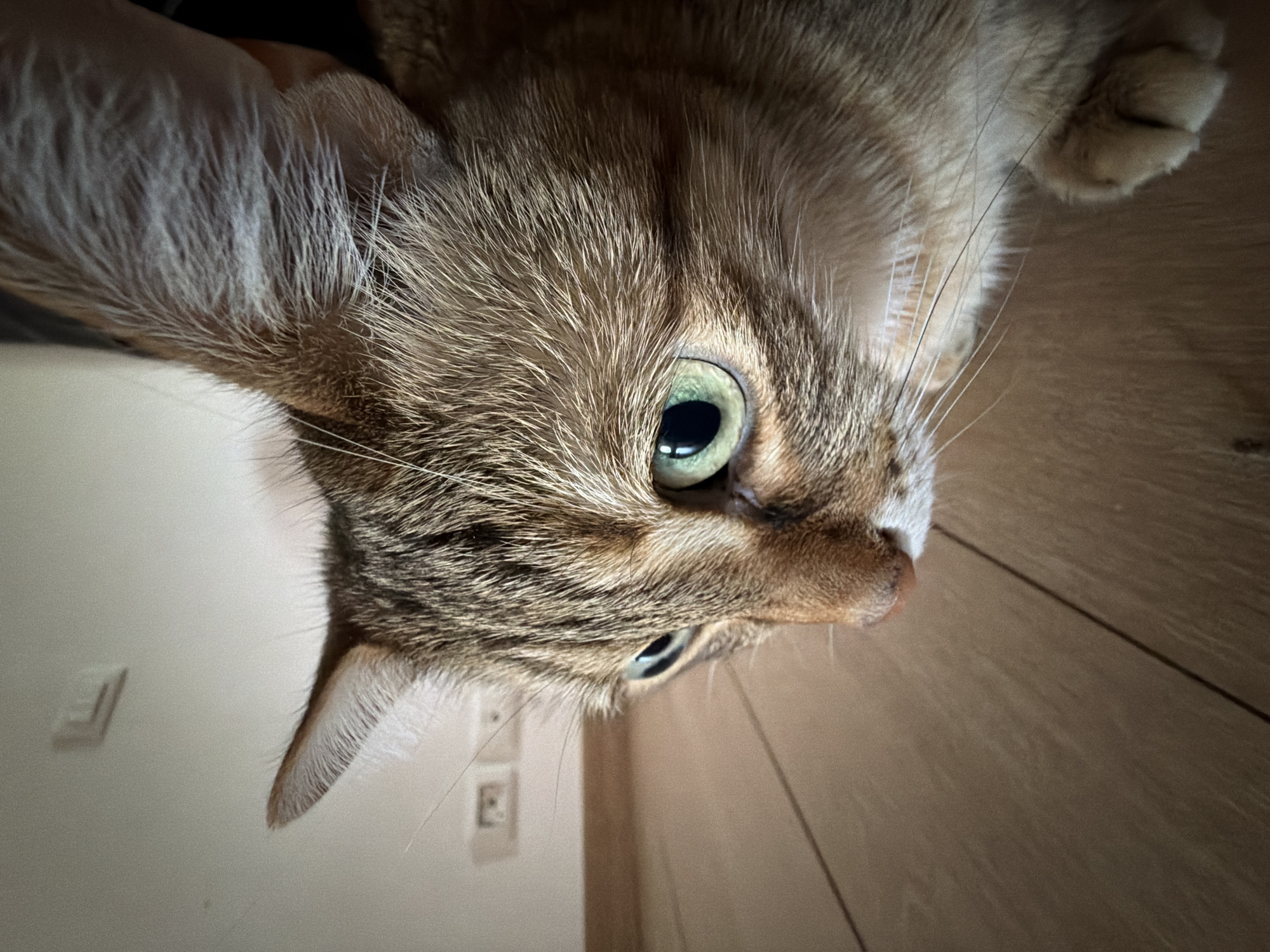 A close-up, slightly angled shot of a tabby cat's face. The cat has brown, gray, and tan fur with visible stripes. Its left eye (from the viewer's perspective) is a striking green. The cat's nose is pinkish, and its whiskers are white. Part of the cat's paw is visible in the upper right corner. The background includes a light-colored wall with electrical outlets and a wooden floor with visible grain patterns. The location of the image is not possible to determine based only on the visual information in the image.
