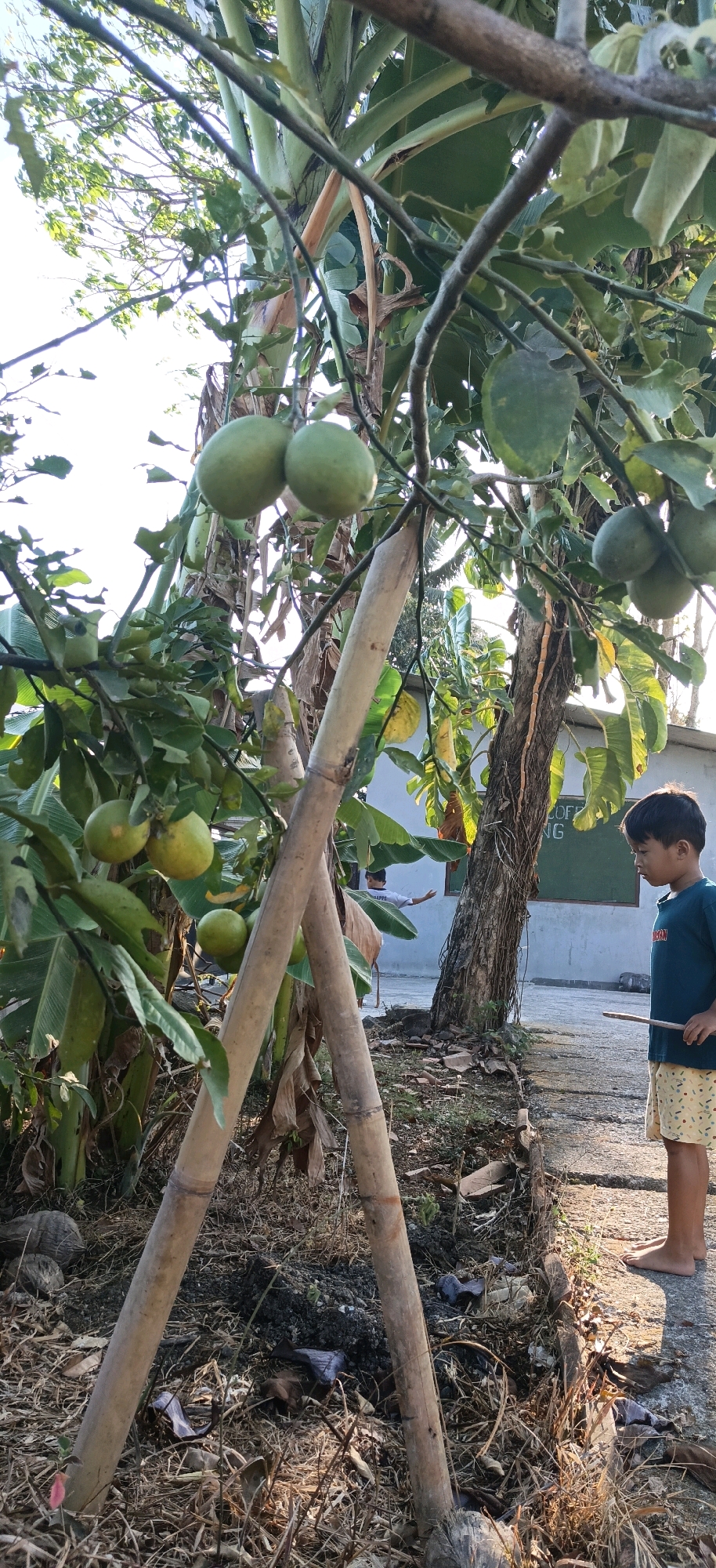 In Panjatan, Indonesia, a young boy stands near a tree laden with green citrus fruits. He is wearing a dark blue t-shirt and yellow patterned shorts. The boy is facing towards the right of the frame and holds a thin stick in his right hand. In the background, another person, also a boy, is visible near a building. The environment is outdoors, with a paved pathway and a garden area with dry leaves and bamboo poles supporting the tree. Sunlight filters through the leaves, casting shadows on the ground. The building in the background appears to be a school or community center, with a blackboard visible inside.