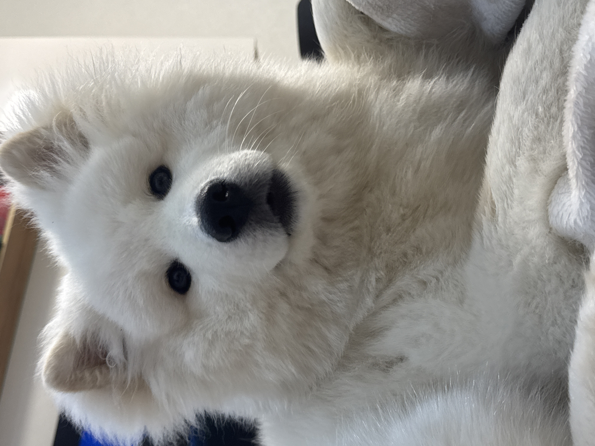 A detailed, forensic examination of the provided image reveals the following:
The primary subject is a domestic dog, likely a Samoyed breed, characterized by dense, long, white fur. The dog is positioned centrally, facing directly towards the viewer. Its facial features are distinct: dark, round eyes with visible pupils, a black, moist-appearing nose, and a small, dark mouth. Multiple fine, white whiskers extend from the muzzle area. Both ears are pointed, covered in white fur, and slightly lighter beige on their interior aspects.
The dog's fur exhibits significant texture and volume, particularly around the head and chest. It appears to be in a resting or recumbent posture, with its chest and forelegs visible at the bottom of the frame, resting on a soft, white, textured surface, possibly a blanket or cushion.
The background is blurred, indicating a shallow depth of field. Indistinct dark blue and brown shapes are present on the upper left side, possibly furniture or other indoor objects. A lighter, off-white surface occupies the upper right background, consistent with a wall or another soft furnishing. Lighting appears soft and even, highlighting the dog's white fur.
There are no discernible details within the image, such as unique architectural features, specific regional flora, signage, or culturally identifiable objects, to indicate a particular geographic location. Therefore, there is no forensic evidence within the image to support a determination of the scene's location in the city of Chaikovsky, Russia, or any other specific city or country. The scene depicts an indoor environment.