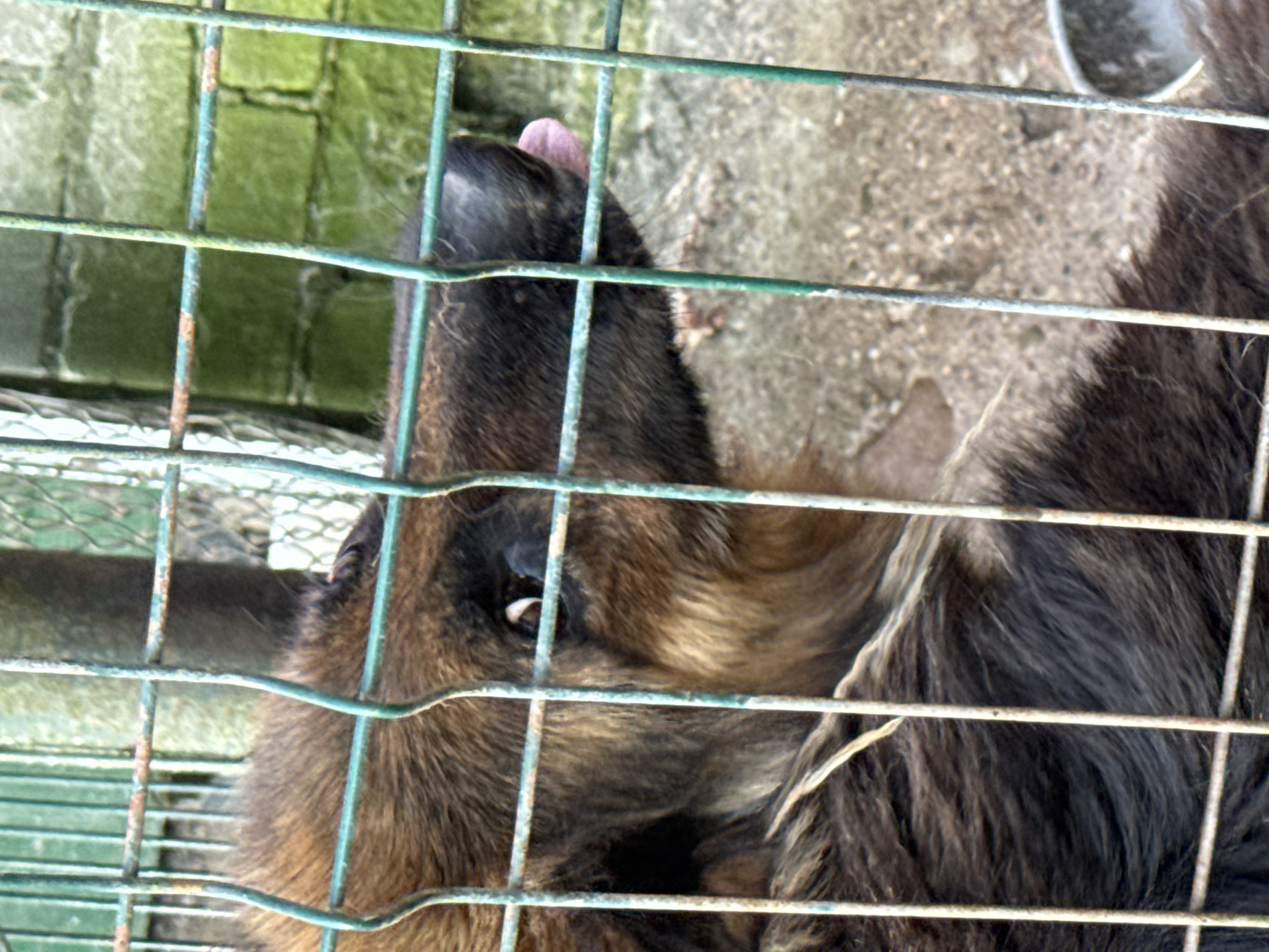 An animal, possibly a badger or similar mammal, is behind a rusty green metal fence. The animal has dark brown fur and is looking towards the right, with its tongue sticking out slightly, appearing pink. Part of its eye is visible, and it seems to be leaning forward. The background consists of a textured, light-colored surface that could be dirt or gravel, with a blurred green brick wall and some chain-link fencing visible further back. The image is a close-up shot, focusing on the animal's head and upper body. The location is stated to be Vikraičiai, Lithuania.