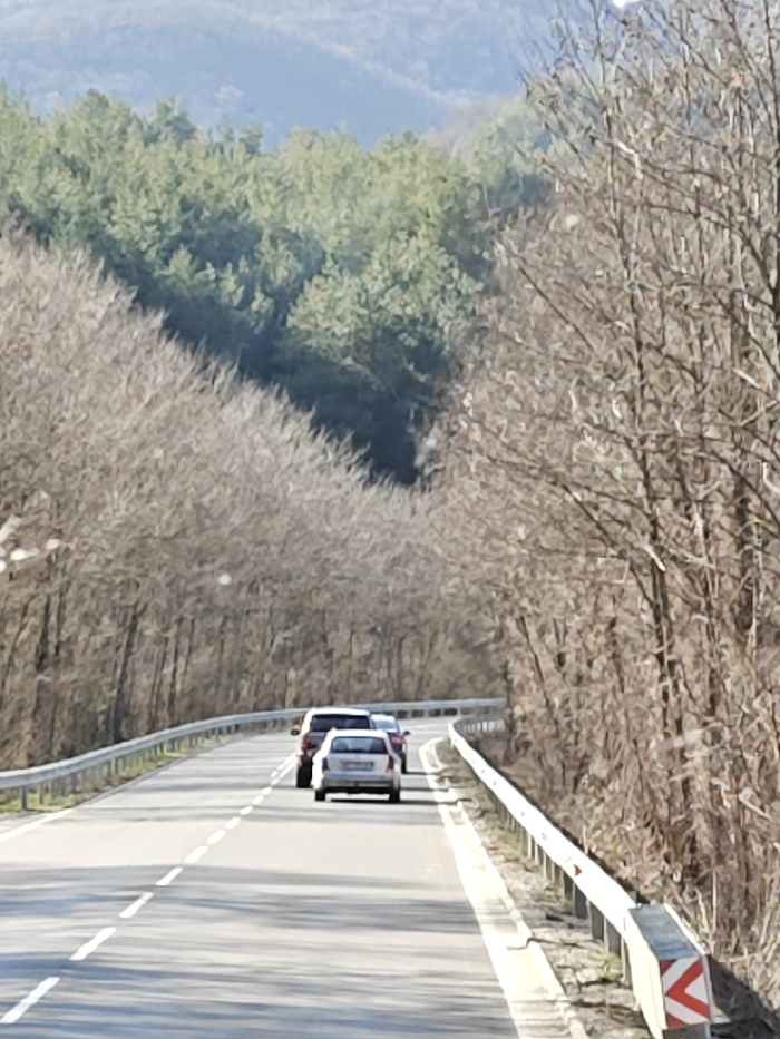 The image displays a two-lane asphalt road curving right through a forested area in Bukovo, Bulgaria. The road is marked with solid white lines along the shoulders and dashed white lines down the center. White metal guardrails line both sides of the road, with a red and white chevron marker visible on the end of the right guardrail in the foreground. Three vehicles are observed traveling away from the camera in the mid-distance: a light-colored station wagon in the lead, followed by a darker-colored SUV, and a third dark vehicle partially visible behind the SUV. The immediate surroundings are dominated by dense deciduous trees, largely bare of leaves, suggesting a late autumn, winter, or early spring season. In the background, hills or mountains covered with coniferous (evergreen) trees are visible under a clear blue sky. The scene is illuminated by natural sunlight, casting shadows on the road. No individuals are visible.