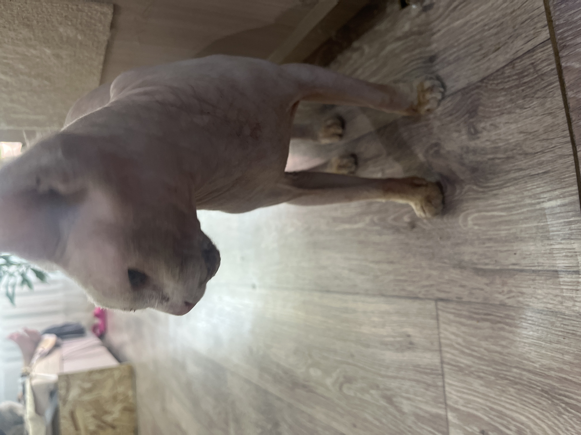 A sphinx cat stands on a wooden floor in an indoor setting. The cat is mostly hairless with pinkish skin and has large ears. It is facing to the left of the frame, with its head turned to look slightly away from the camera. The background shows a bed with pink bedding, a wooden crate, and a wall with a textured covering. There is a plant in the background as well. The lighting appears to be artificial.