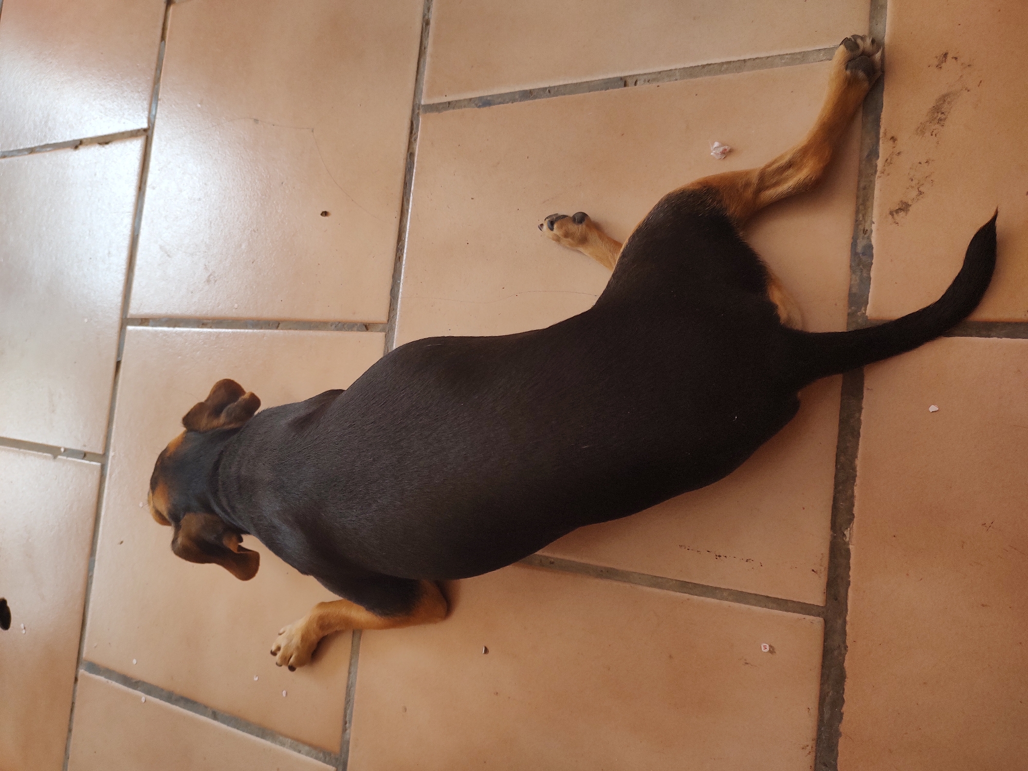 A dark brown and tan dog is lying on its stomach on a tiled floor. The dog's head is pointing towards the top left of the frame, and its body extends diagonally downwards to the bottom right. Its front left paw is extended forward. Its hind legs are splayed out to the sides, with the right hind leg extended further. The dog's tail is long and dark, curled upwards and to the left. The tiled floor is made of square, light brown tiles with darker grout lines. There are a few small, white specks scattered on the tiles, and some dirt smudges near the dog's hindquarters. The lighting suggests an indoor setting, possibly a patio or entryway. The image provides no information to indicate its location in Tervel, Bulgaria.