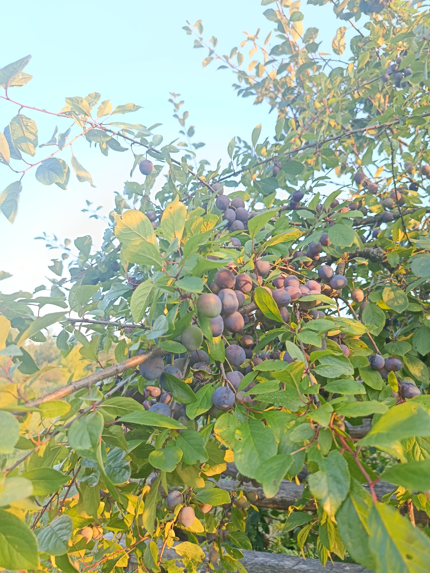 The image displays a close-up view of a plum tree laden with ripe, dark purple fruit and green leaves. The branches are thick and woody, with some thinner, reddish stems. Sunlight filters through the leaves, illuminating some of them and casting shadows. In the background, the sky is a pale blue, suggesting it might be early morning or late afternoon. A wooden fence is visible at the bottom right, partially obscured by the tree's foliage. The overall impression is of a natural, possibly rural, setting. The location is specified as Верея, Russia. No people are present in the image, and no specific actions are depicted. The scene is static and focuses on the natural abundance of the fruit-bearing tree.