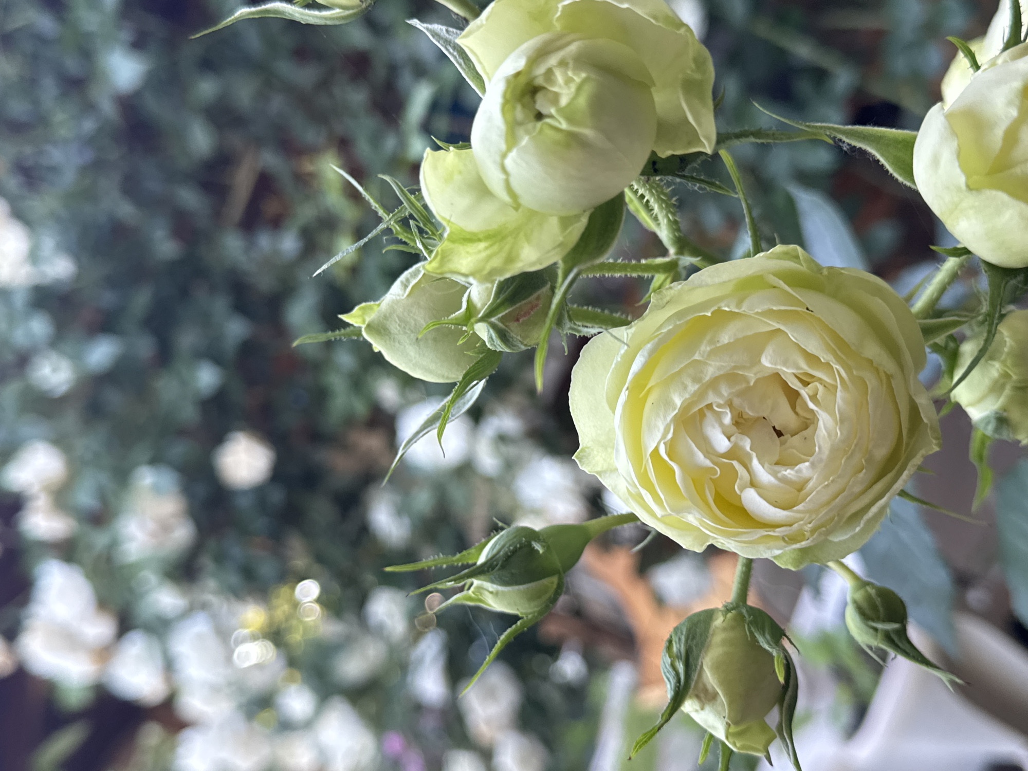 This is a close-up, eye-level, vertical shot of a cluster of pale yellow roses, some in bloom and others as buds. The foreground is dominated by a fully opened rose on the left, its tightly layered petals revealing a delicate, swirling pattern. To its right, and slightly behind, are several rose buds in various stages of development, some appearing tightly closed and others beginning to unfurl, revealing hints of pale yellow. The rose stems are thin and green, with small, pointed leaves and fine, bristly hairs. The background is softly blurred, showing a profusion of white and light-colored flowers, possibly other roses or similar blooms, set against a dark green, leafy backdrop. The lighting is soft and diffused, creating a gentle bokeh effect. The overall impression is one of delicate floral beauty and natural growth. The image is from Zavet, Bulgaria.