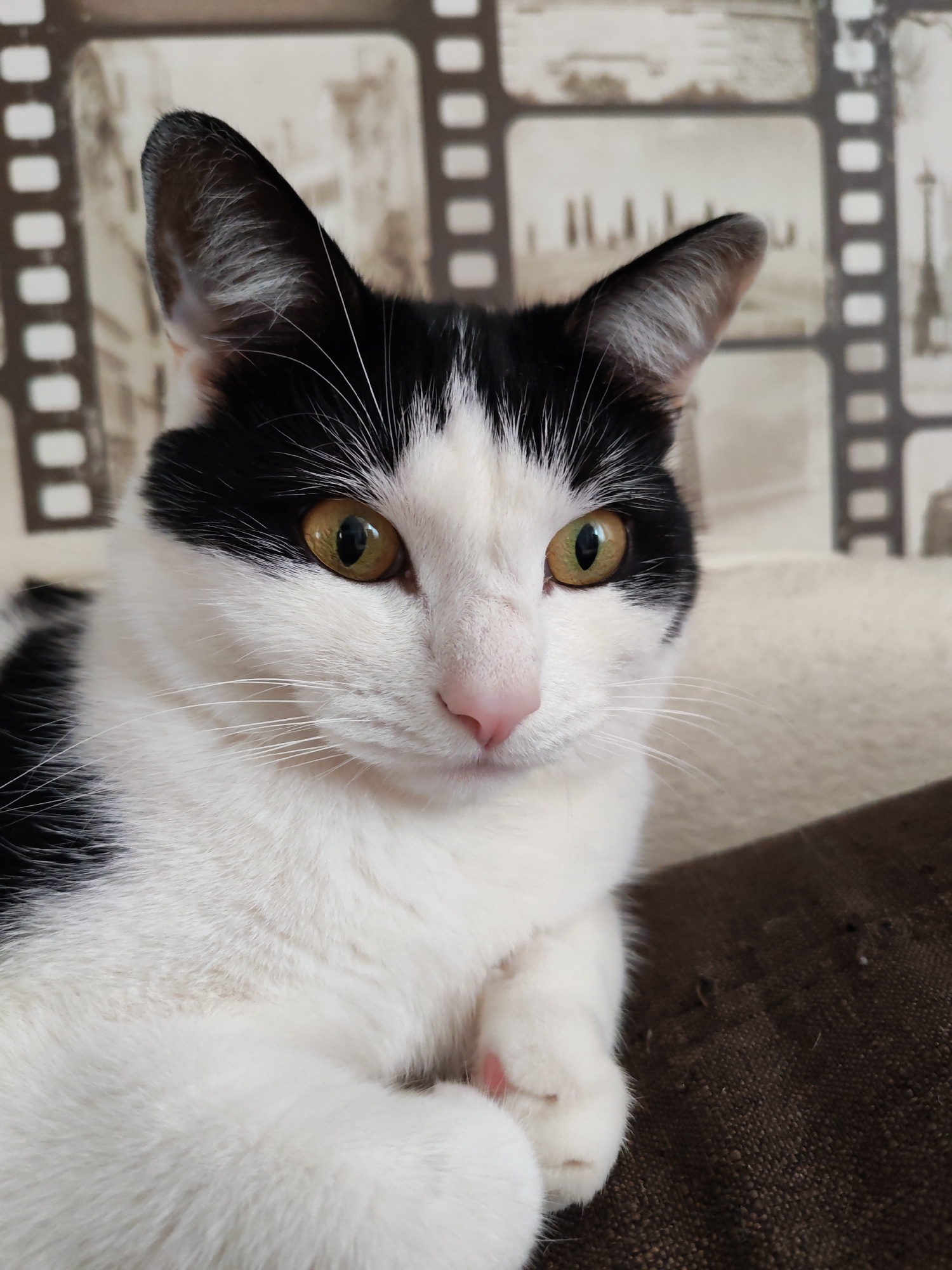 A close-up shot of a black and white cat with yellowish-green eyes, a pink nose, and long white whiskers. The cat is resting on a dark brown textured surface, possibly a couch or chair. The background is a wall with a film strip design featuring monochrome images of city landmarks. The location is Chaikovsky, Russia. No people are visible. The primary subject is the cat. There are no actions or interactions. The environment is indoors.