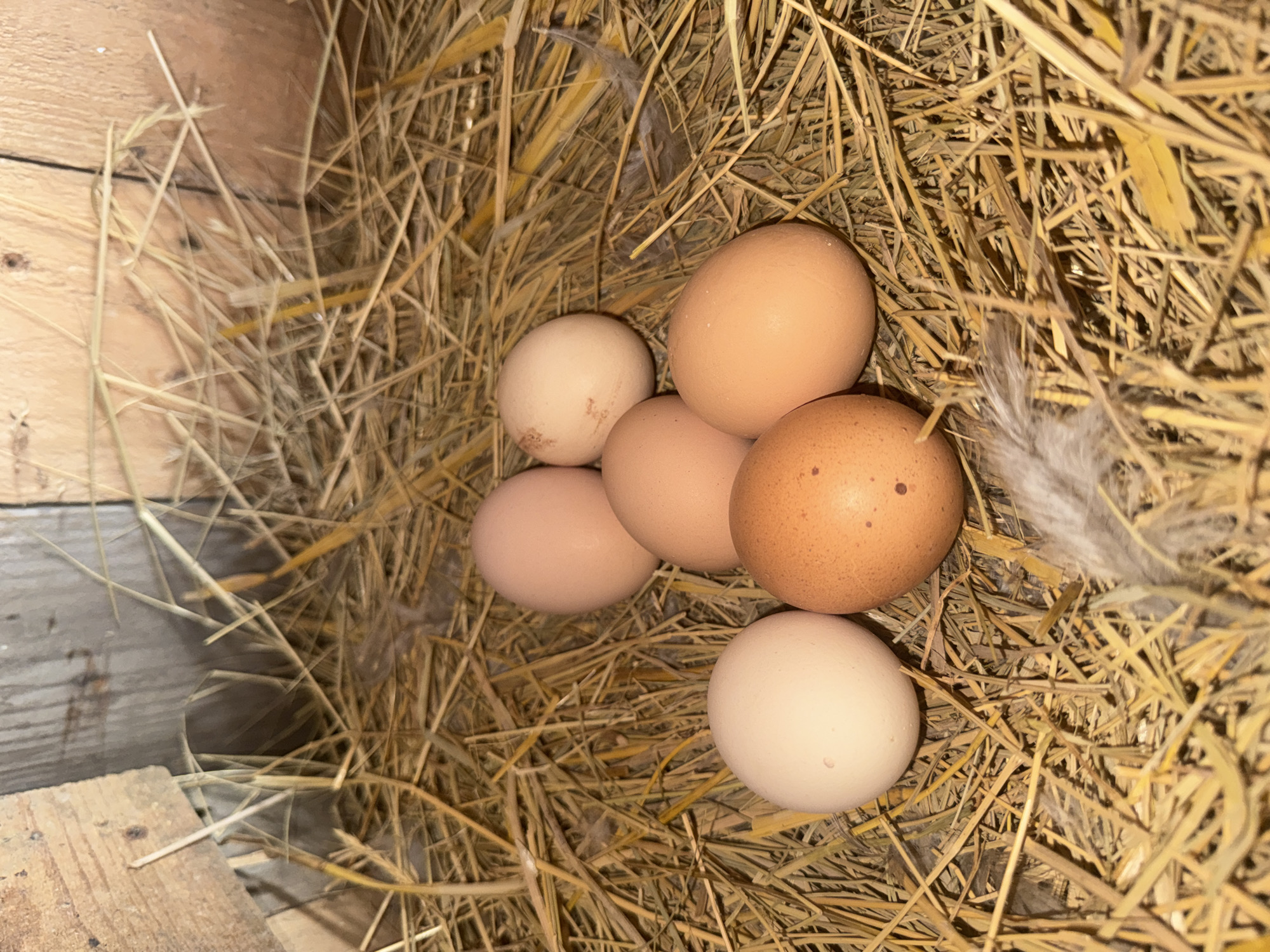 Six chicken eggs are nestled in a pile of straw. The eggs are of varying shades of brown and cream. The straw is dry and appears to be in a chicken coop. The background consists of wooden walls.