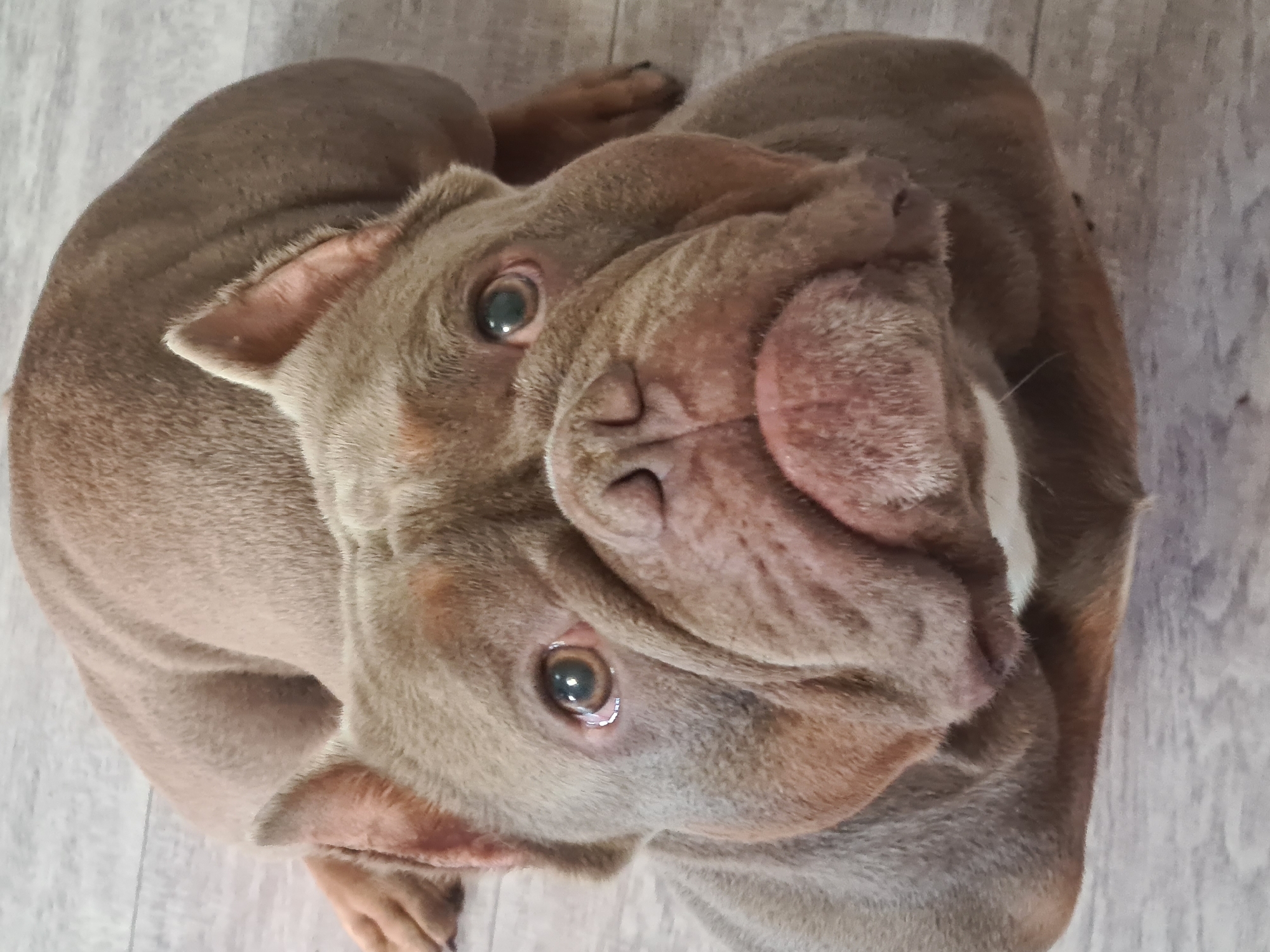 An overhead, medium shot captures a brown bulldog lying on a light gray wooden floor. The dog is facing the camera, with its head tilted slightly and its eyes looking upwards. Its coat is a solid brown color, and it has prominent wrinkles on its face. The floorboards are visible beneath the dog, with a subtle wood grain pattern. The lighting is natural, coming from above, and casts soft shadows. The overall scene is simple and focused on the dog.