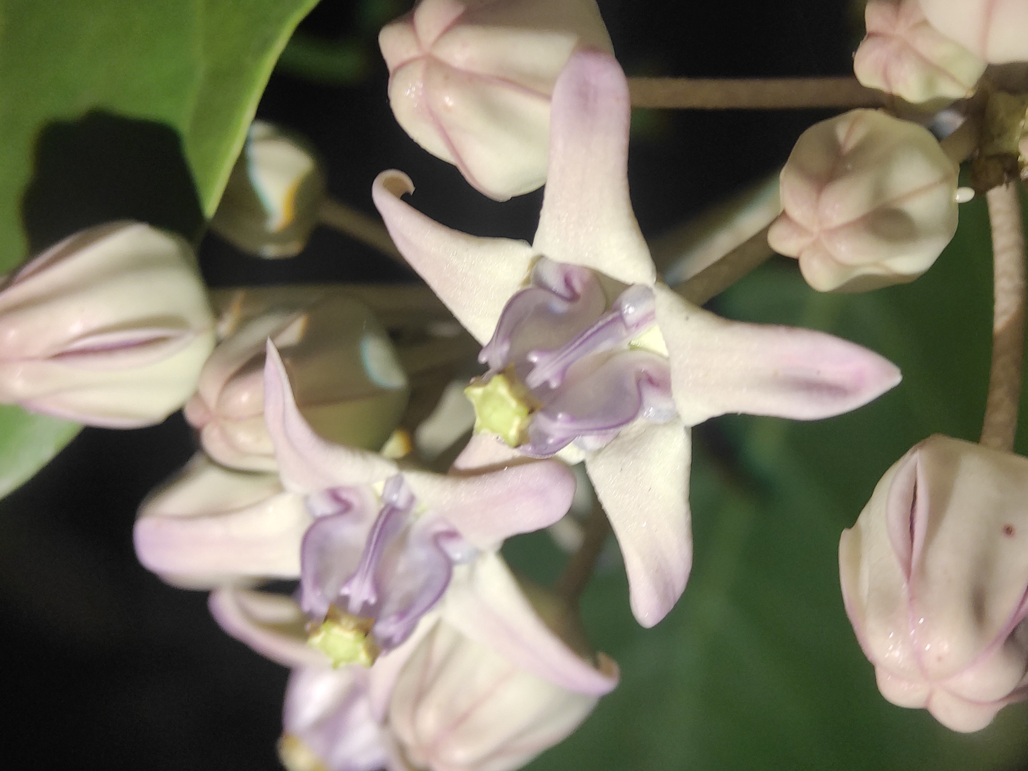 This close-up image displays several flowers and buds of a plant, identifiable as Calotropis gigantea, commonly known as Giant Milkweed or Crown Flower, native to Lhokseumawe, Indonesia. In the center, two fully open flowers are prominent, characterized by their five delicate, light purple-white petals arranged in a star-like pattern, each featuring a distinct yellowish-green center.
Surrounding these open blooms are numerous flower buds in various stages of development. Some buds are tightly closed, appearing as bulbous, light white-pink structures, while others are partially unfurled, revealing hints of the inner purple. A large, dark green leaf is visible in the upper left quadrant, and other blurred green foliage can be seen in the background.
The background is predominantly dark, suggesting the photograph was taken at night or in a dimly lit environment, with the subjects likely illuminated by artificial light. The image has a shallow depth of field, keeping the flowers and nearby buds in sharp focus while blurring the background elements. There are no people or visible text in the image.