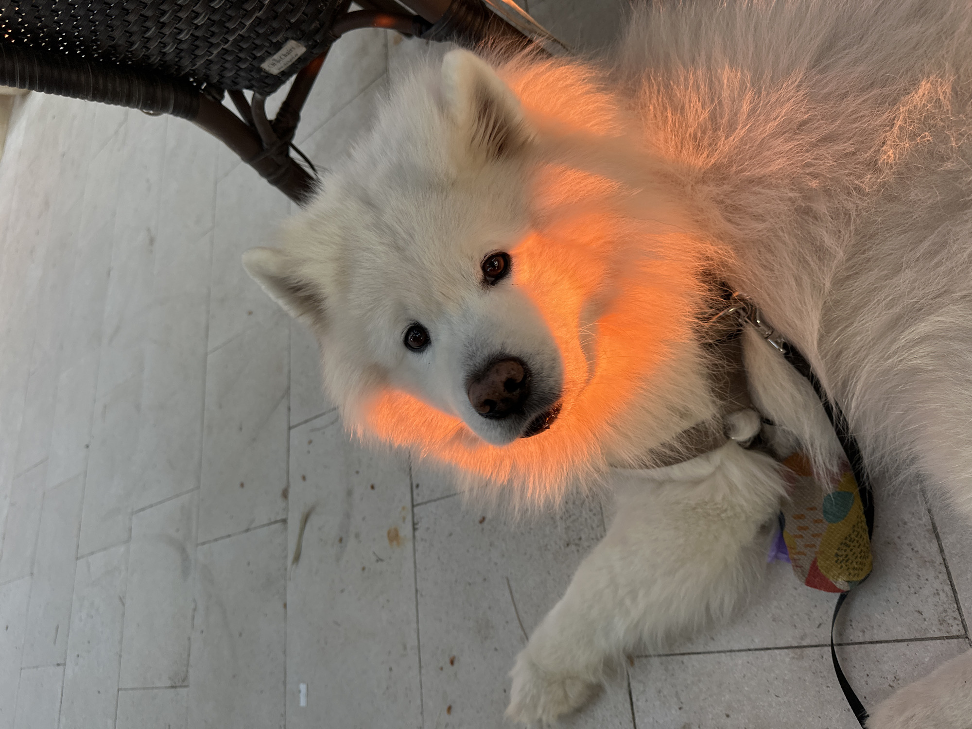 A white Samoyed dog lies on a tiled floor next to a dark wicker chair, illuminated with a warm, orange light. The dog wears a collar and leash with a patterned fabric section. The location appears to be outdoors, on a tiled surface, possibly a patio or terrace in Bar, Montenegro, based on the style of the tile and chair.