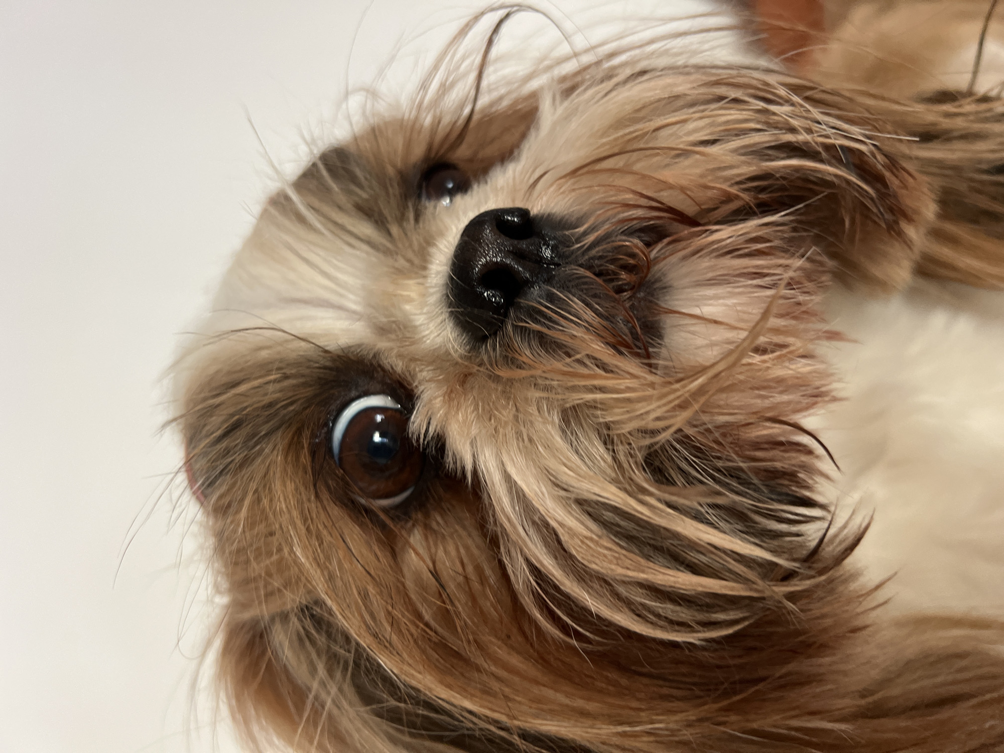 A close-up portrait of a Shih Tzu dog is shown against a white background. The dog has brown and white fur. Its left eye is wide and staring, with a reflection of light visible in the pupil. The dog's black nose is wet and shiny. Its fur is long and appears somewhat messy, with strands falling over its face. The image is cropped tightly on the dog's face, with only a hint of its body visible. There is no information about the location of Kleosin, Poland in this image.