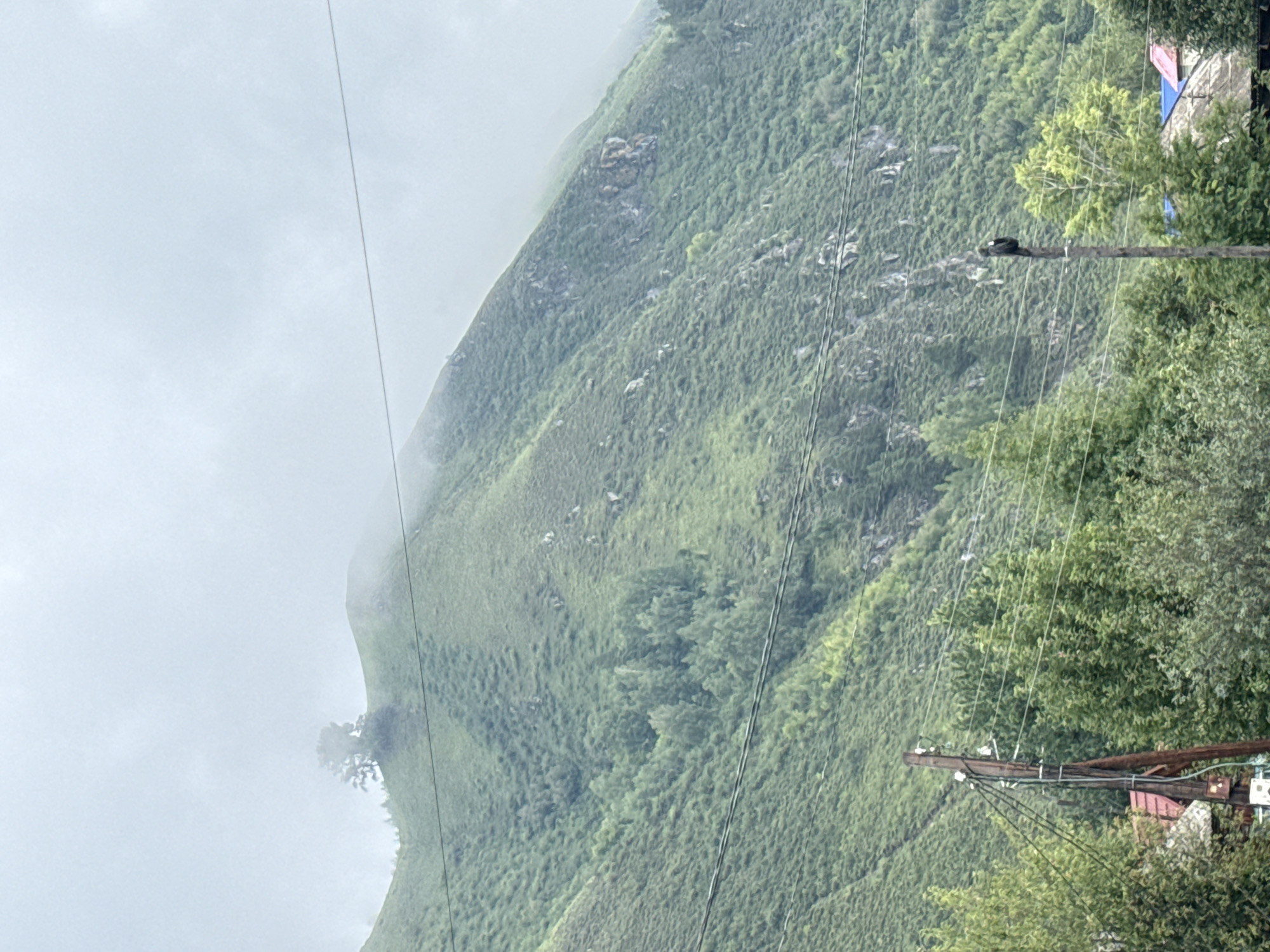 The image depicts a hazy mountain landscape in Manzherok, Russia. The foreground is dominated by a cluster of trees, with a wooden power pole prominently featured on the left, carrying electrical wires. Another power pole is visible further to the right, with a bird perched on it. In the mid-ground, the slope of a lush green mountain rises, covered in dense vegetation. A solitary tree stands atop a rounded peak on the mountain. The upper portion of the image is obscured by thick fog or clouds, creating a diffused, atmospheric effect. Houses with red and blue roofs are partially visible amongst the trees in the lower section of the image.