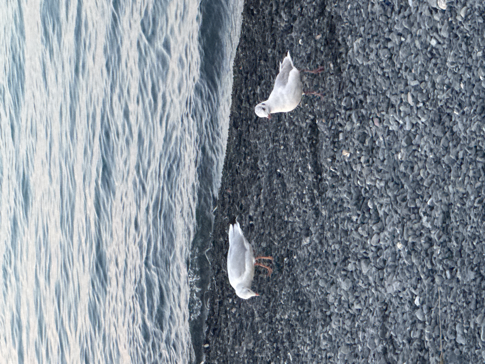 Two white seagulls stand on a dark, pebble-covered shoreline. The seagull on the left is facing down, appearing to peck at the ground, while the seagull on the right is looking towards the viewer. Behind the shore, the dark blue water of a lake or sea stretches to the horizon. The scene appears to be located in the city of Ақши, Kazakhstan, near the shore of Lake Balkhash. The overall lighting suggests it is either early morning or late evening.